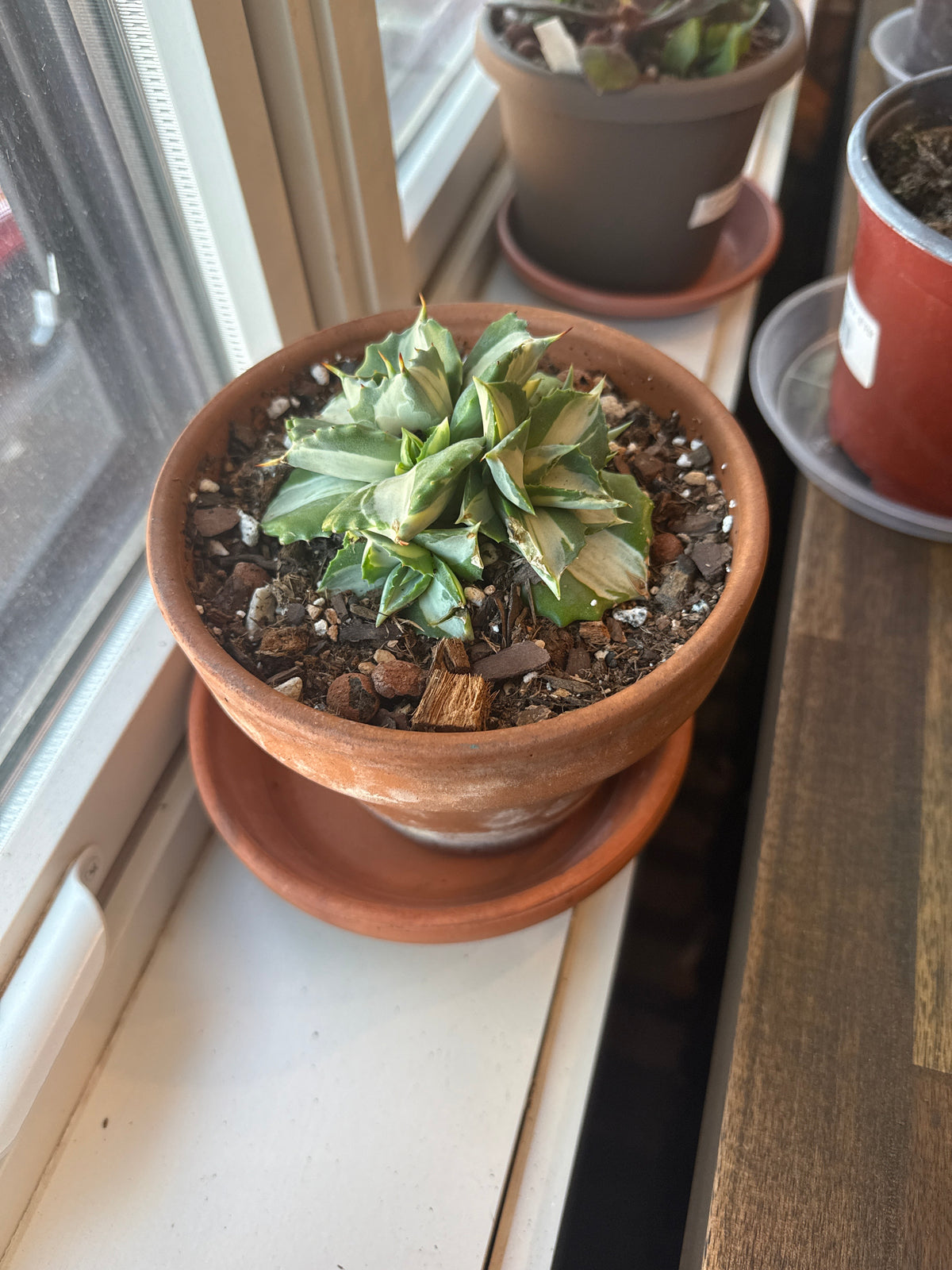 Clay Pot Cacti