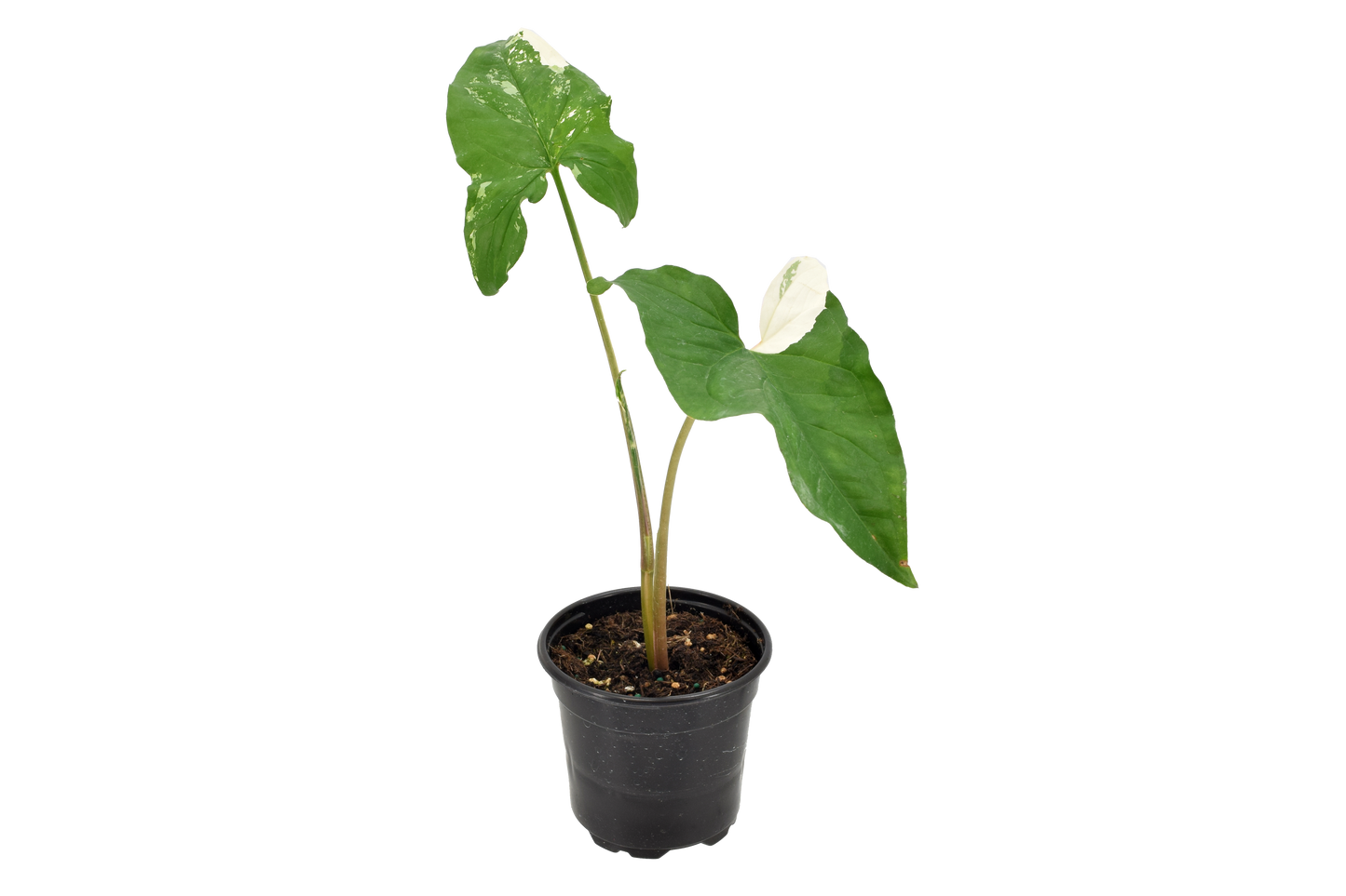 Syngonium Albo 4 inch Grower Pot
