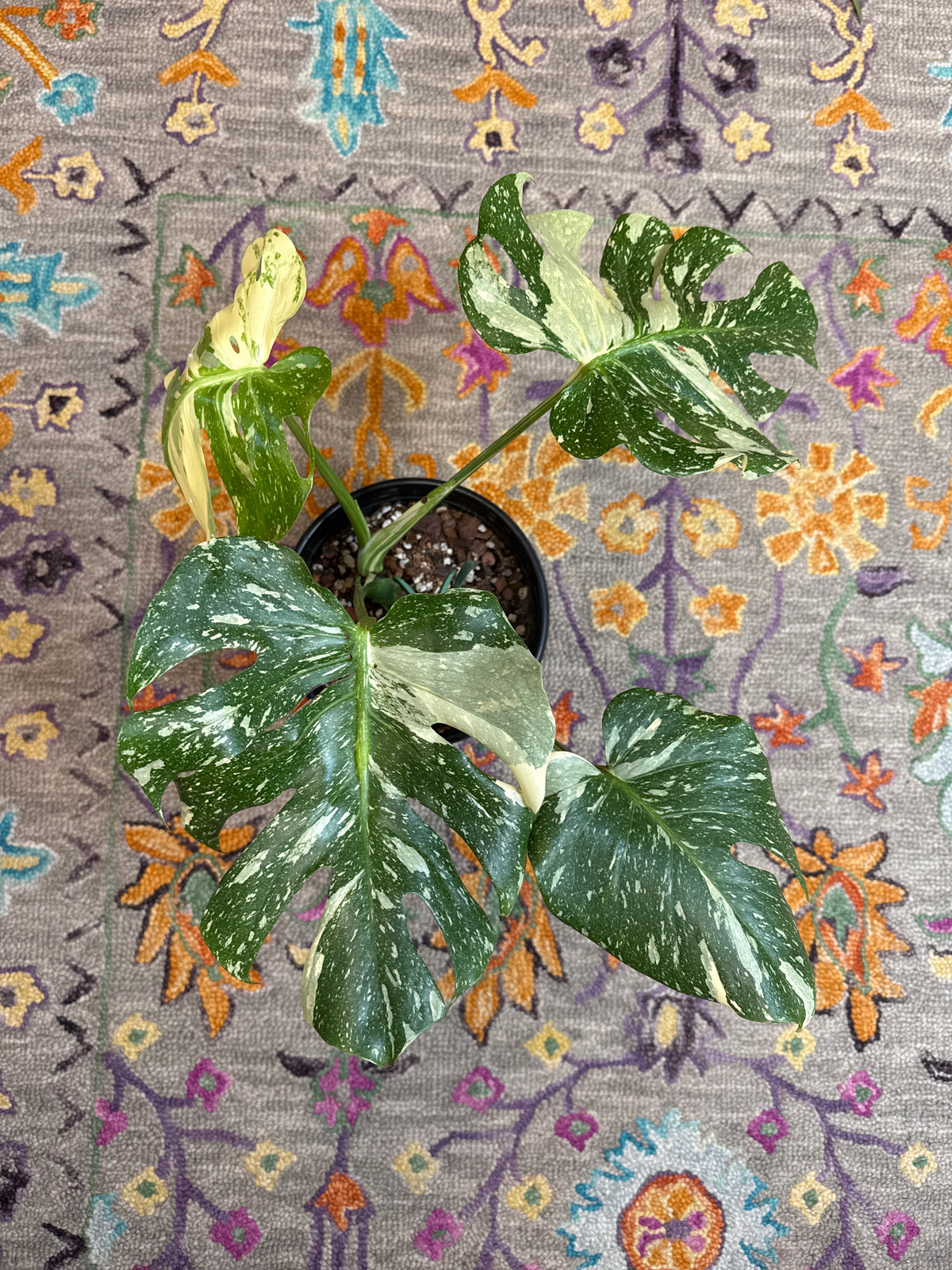Monstera Thai Constellation: 8" Pot