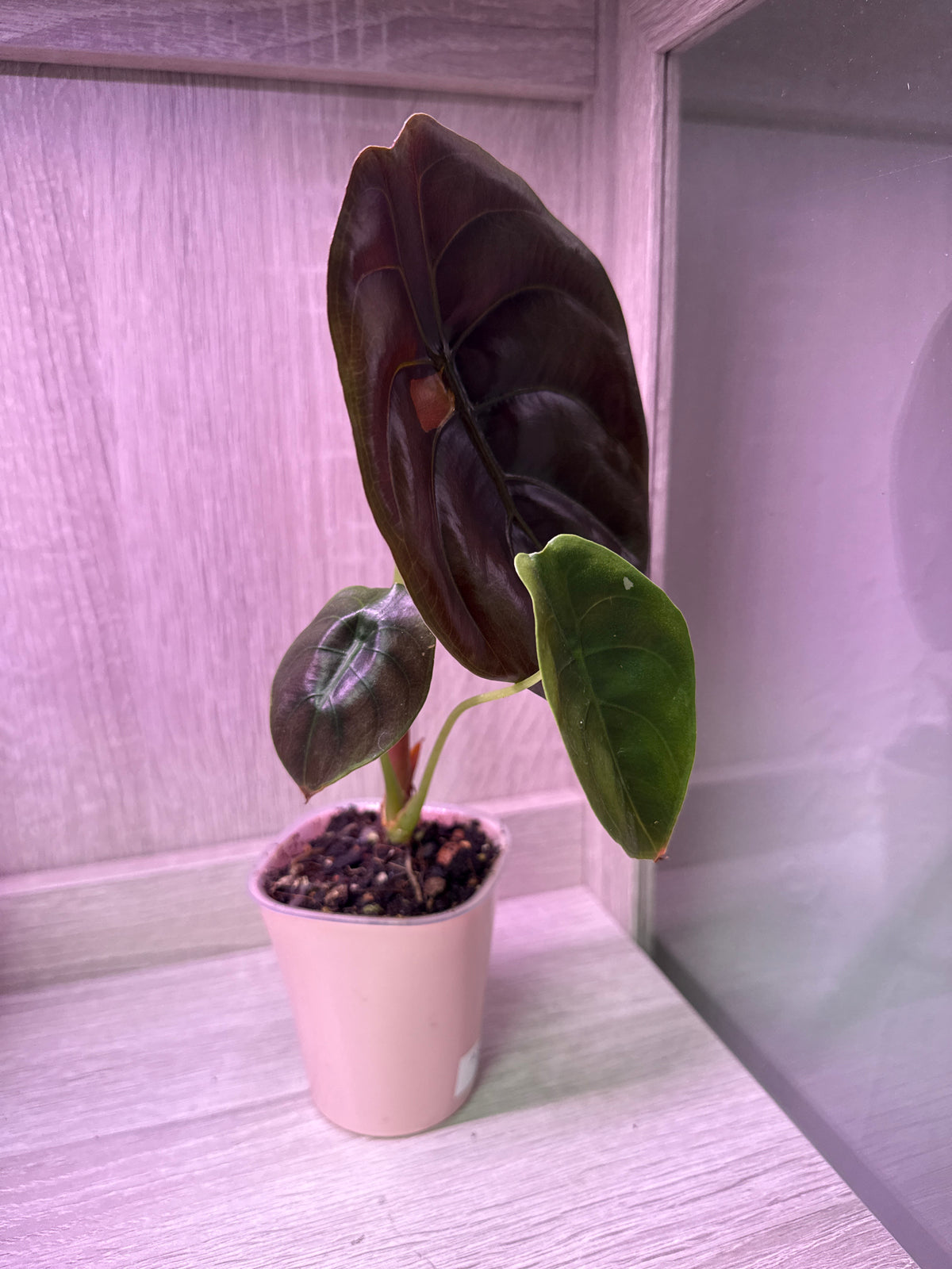 Alocasia Cuprea 3in self watering pot rare
