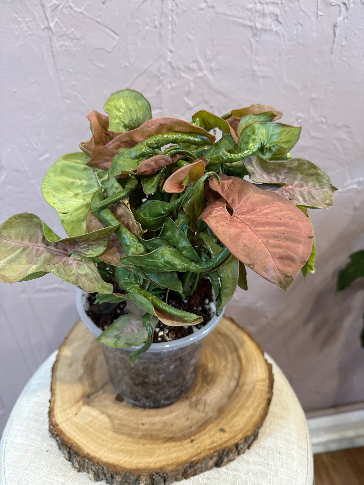 Syngonium Pink Allusion 6”