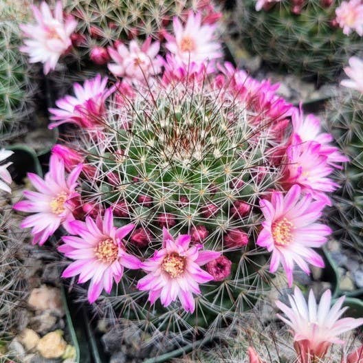 Mammillaria limonensis