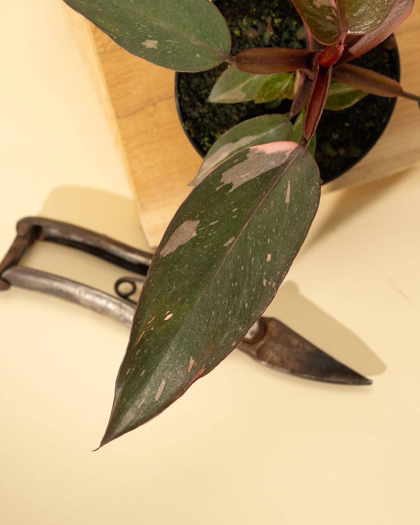 4" Philodendron 'Pink Princess'
