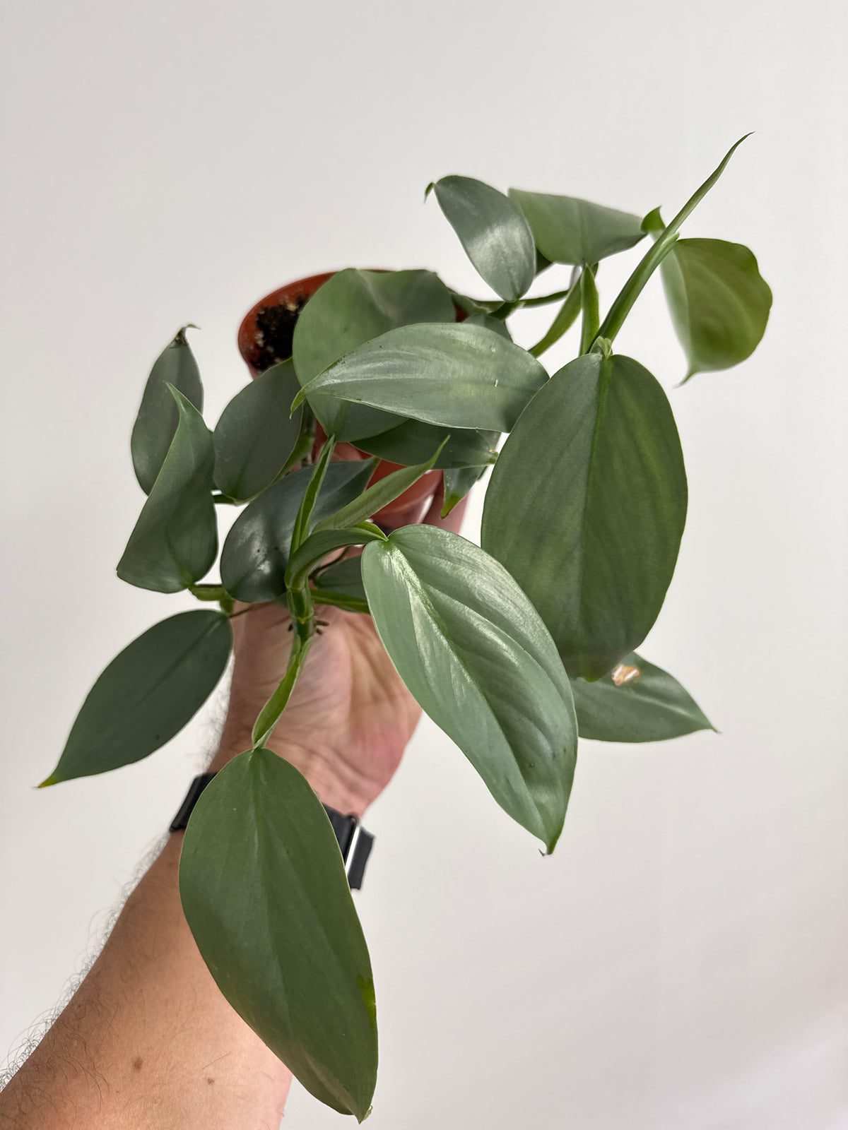 Silver Sword Philodendron - 4" Live Plant