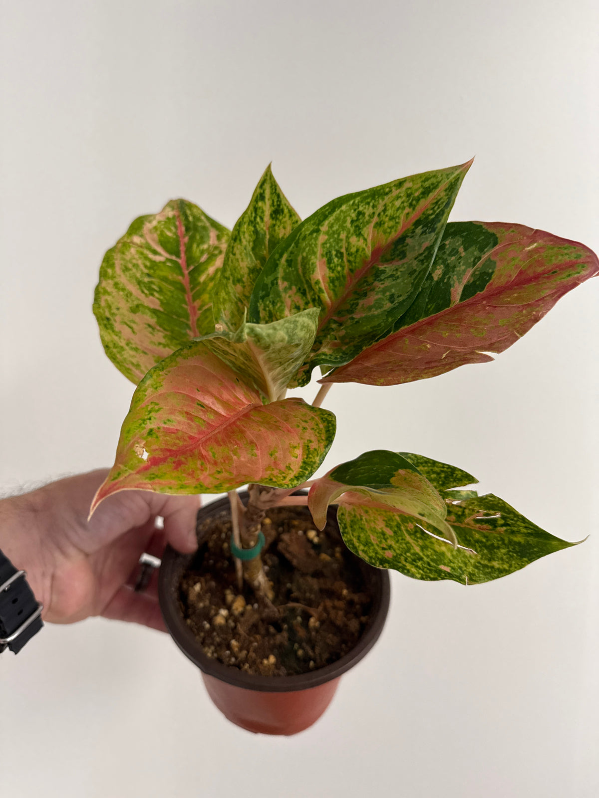 Aglaonema Prakaiphet