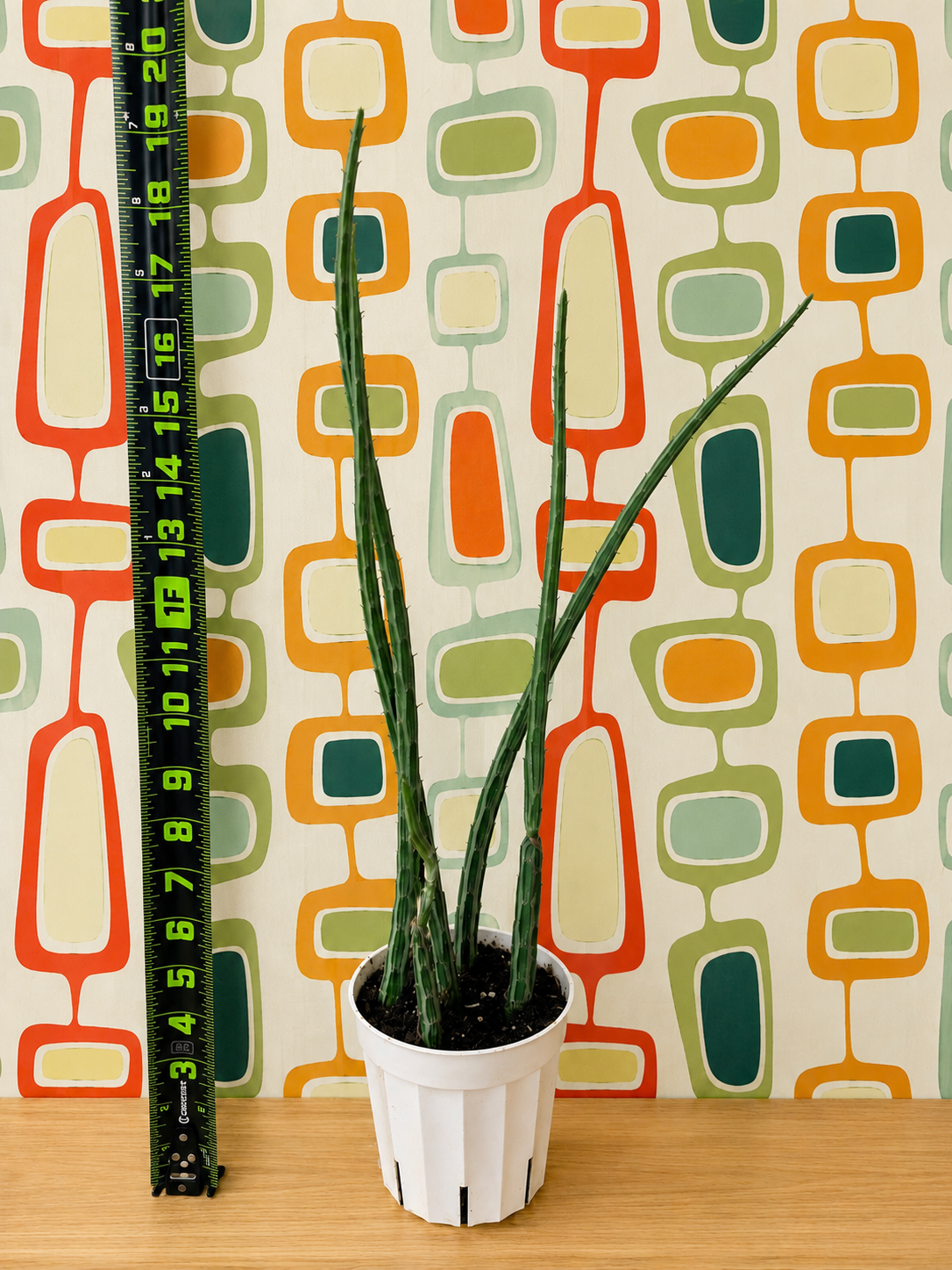 Extra Tall Pickle Cactus