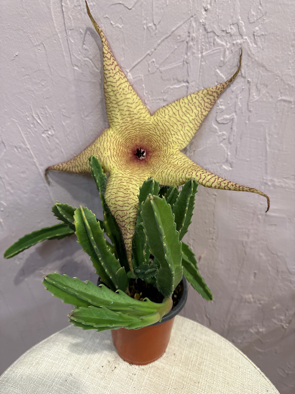 Starfish Cactus 4”