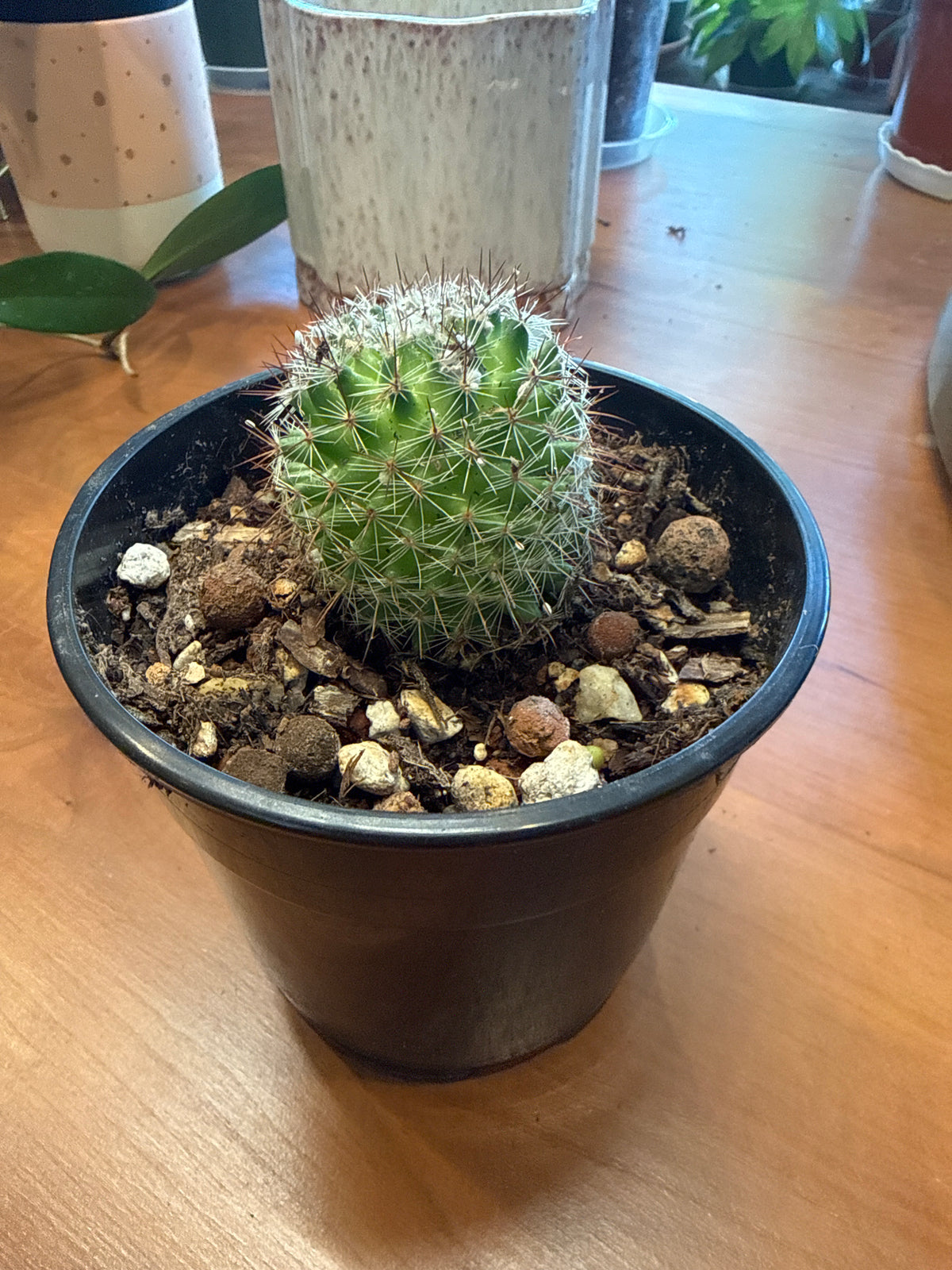 Mammillaria limonensis 4”