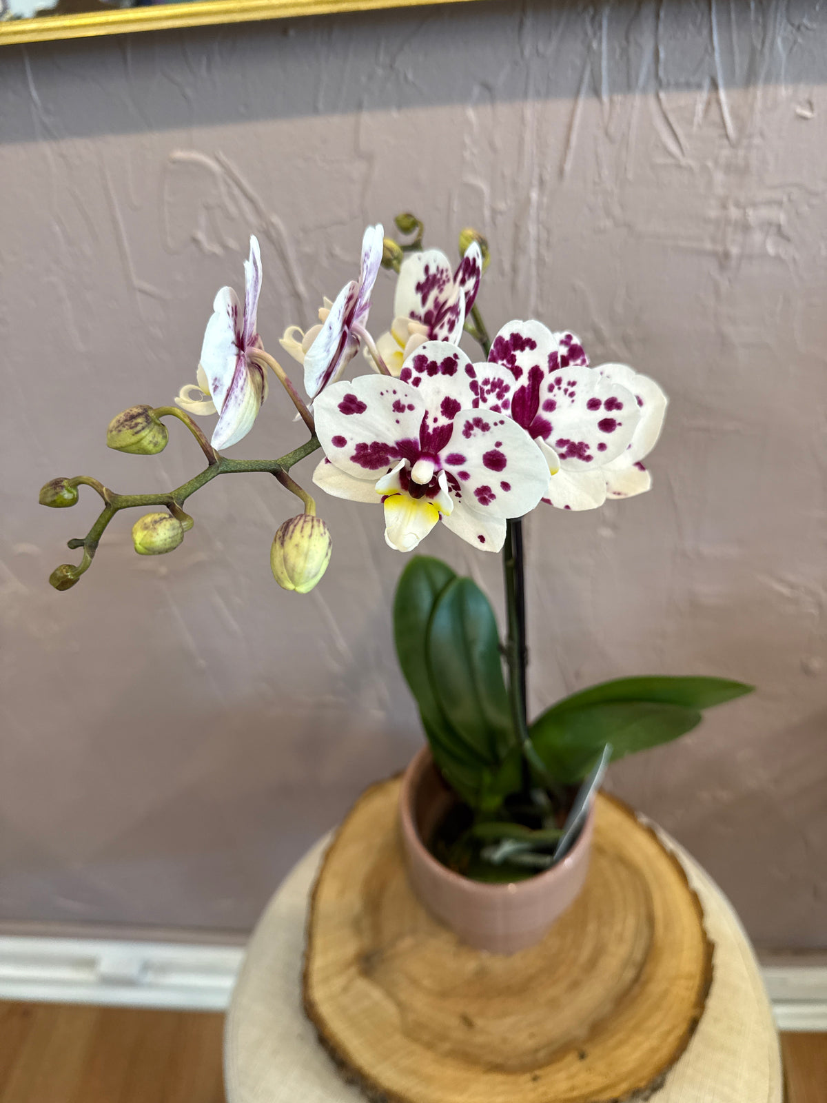 Phalaenopsis
Orchid