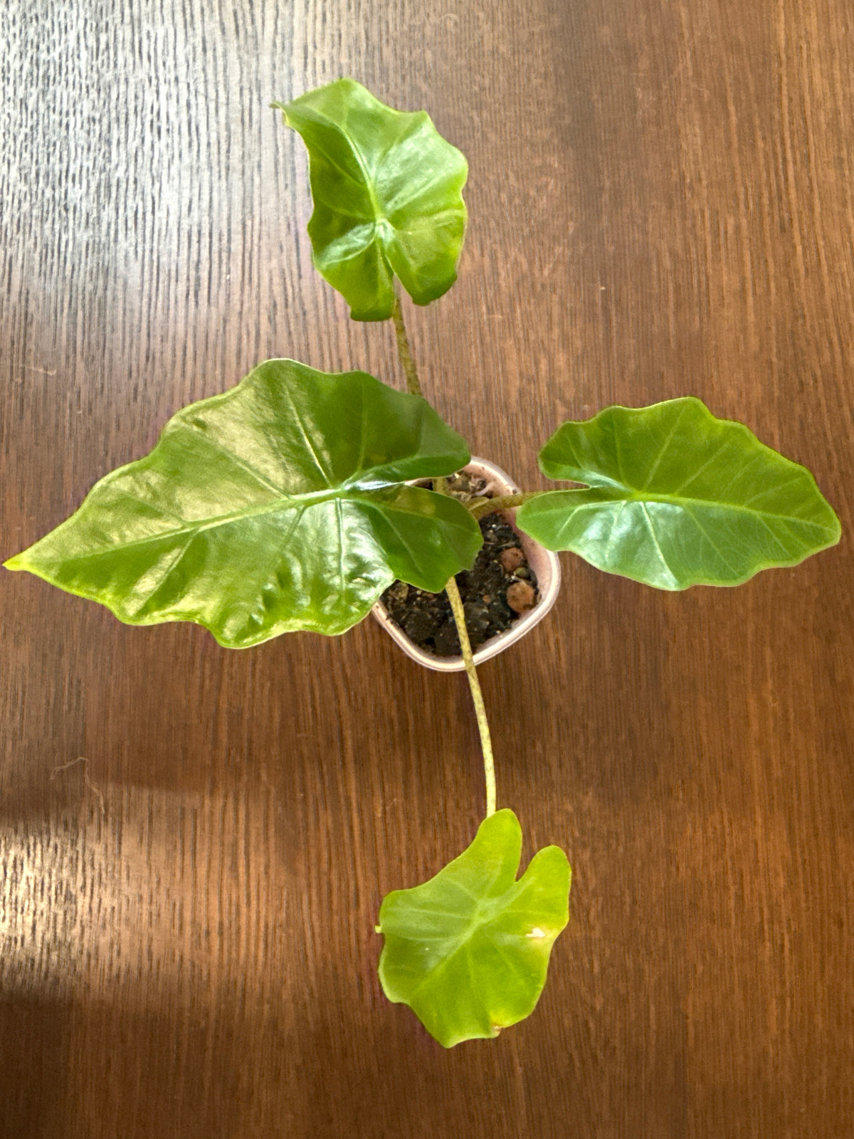 Alocasia 3” rare Low Rider self watering pot