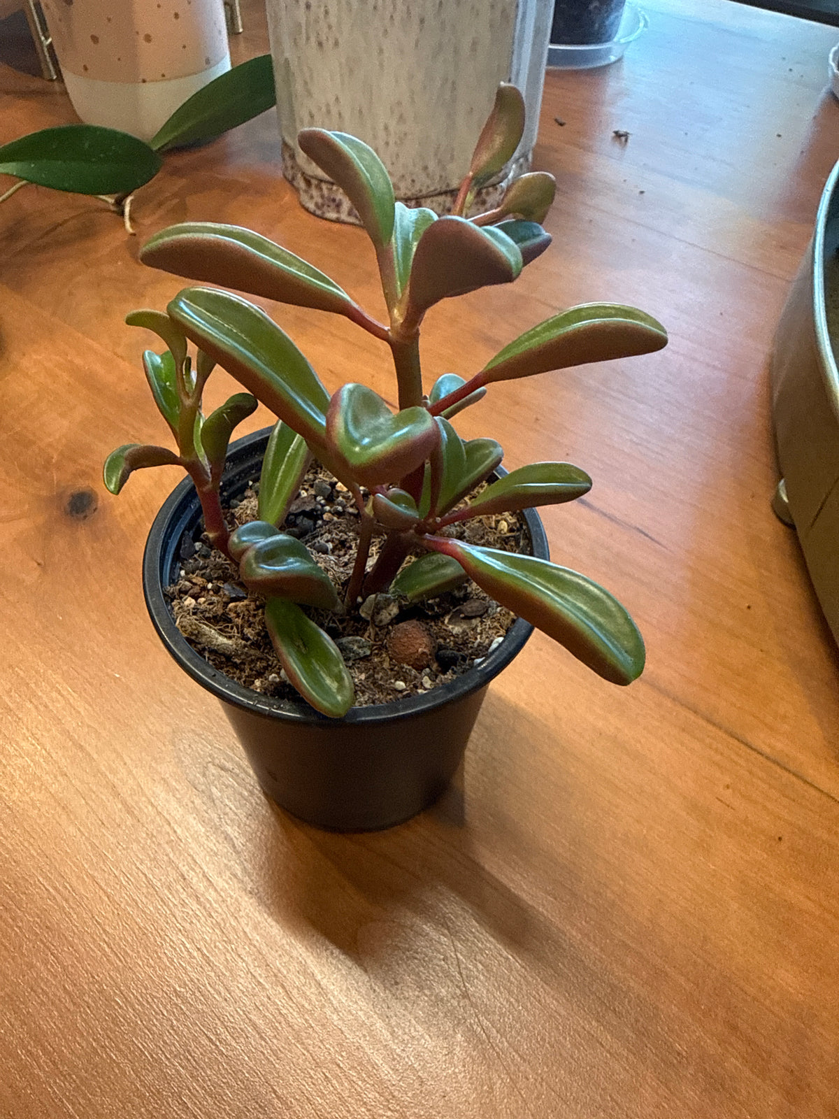 Peperomia graveolens - Ruby Glow