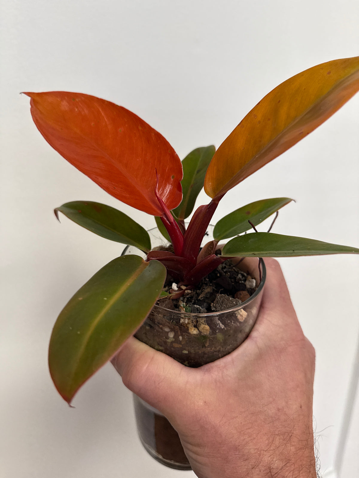 Philodendron ‘Prince of Orange’ - 4” pot