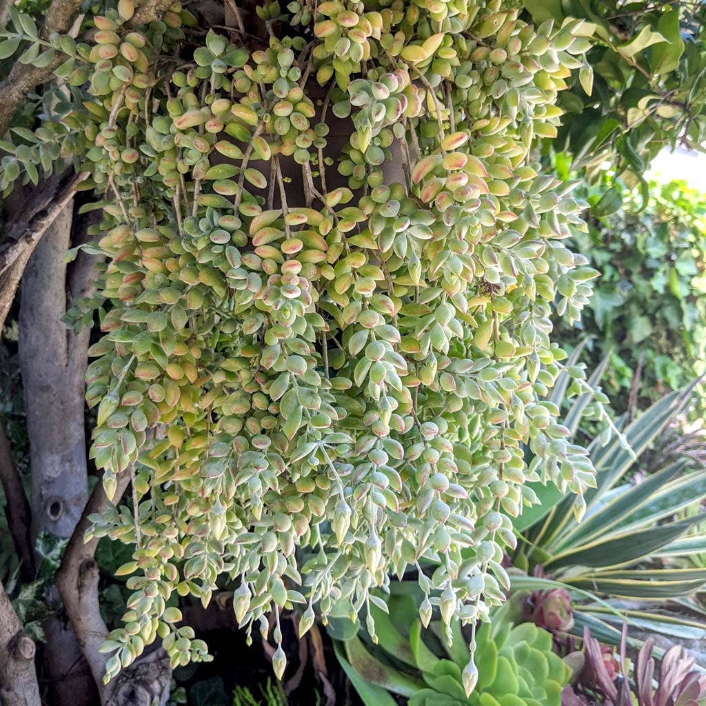 Cotyledon pendens - Cliff Cotyledon