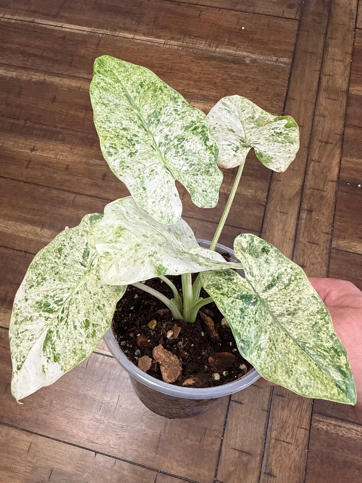 Syngonium Albo 6” pot