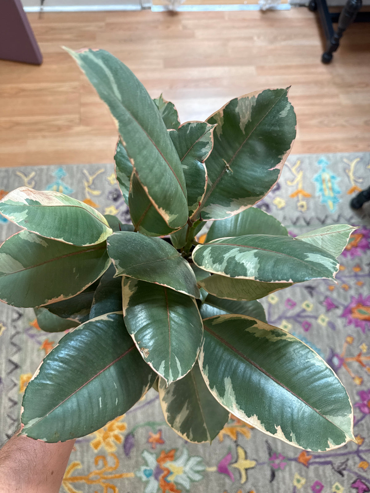Tineke Rubber Plant - Live Plant: 5” Pot