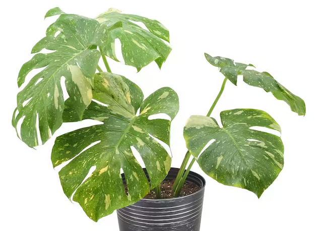 Monstera Thai Constellation. 2-3 inch starter plant.