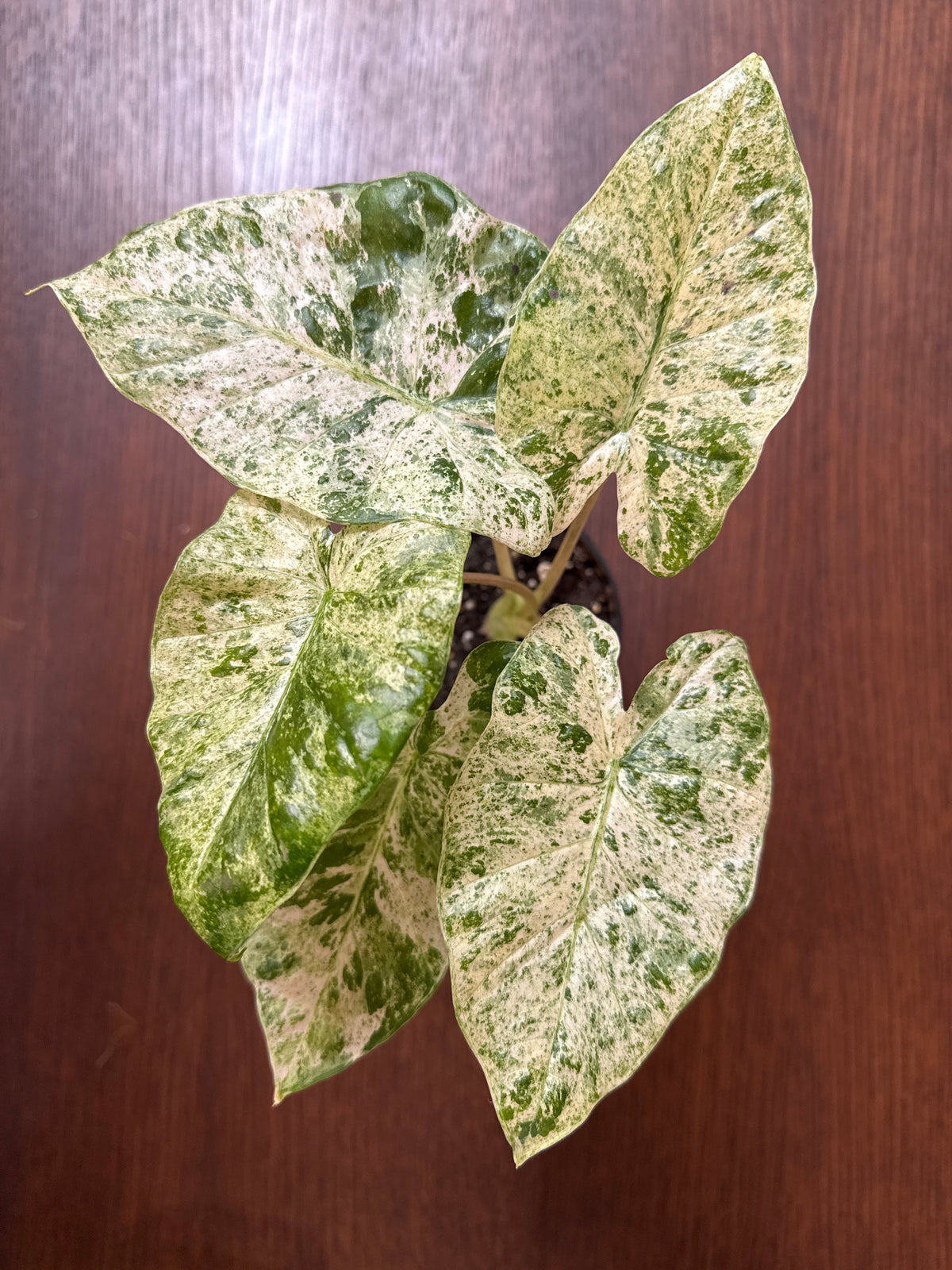 Alocasia Odora Batik Variegated 4” pot Rare