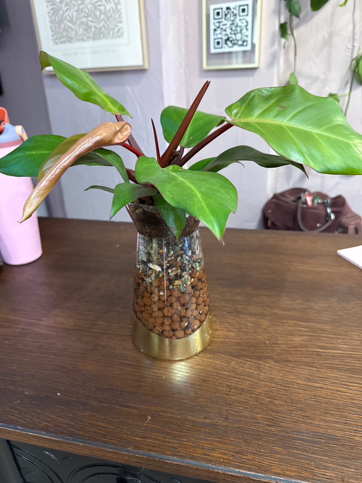 Philodendron Sun Red leca ball self watering vase