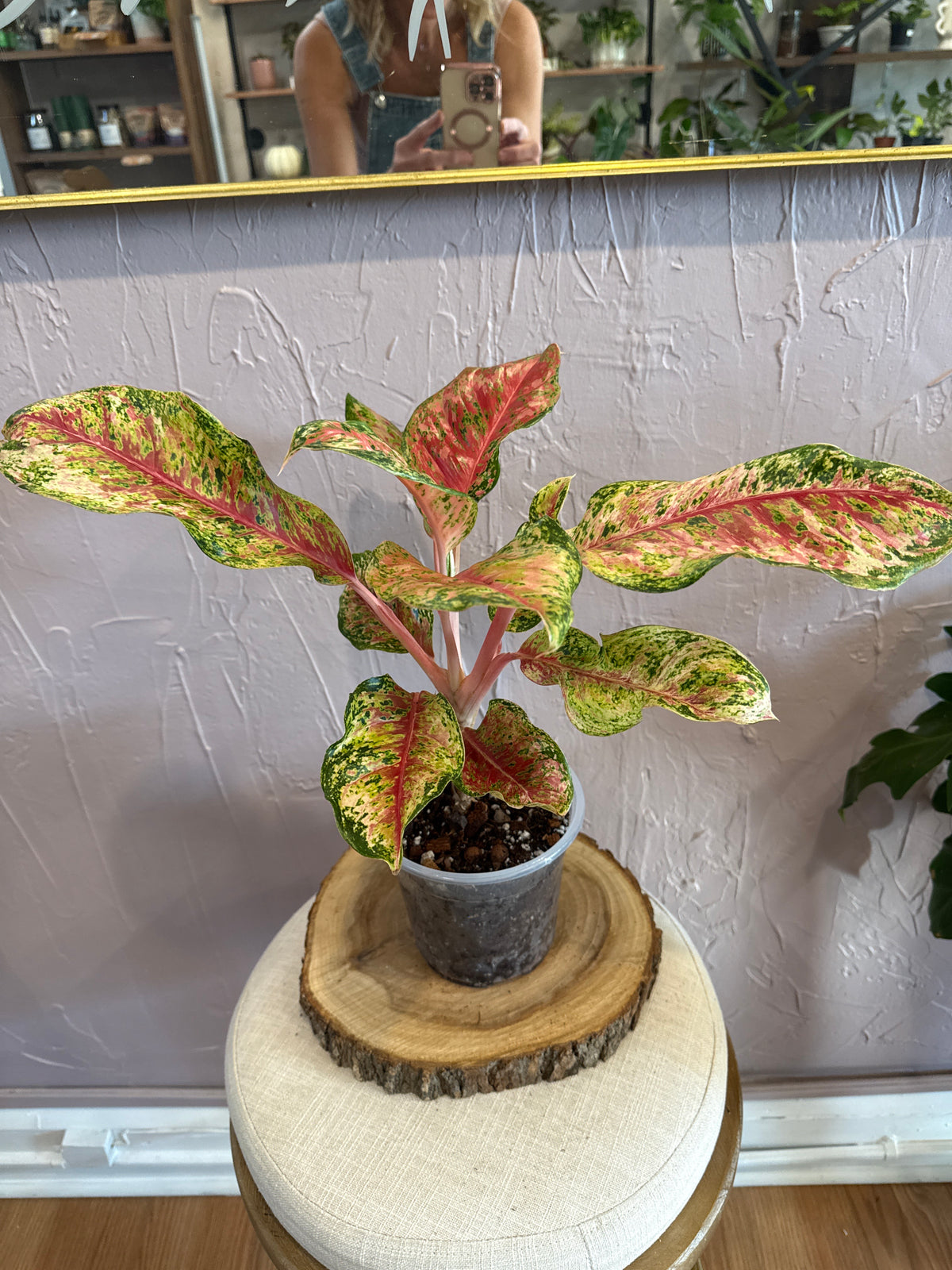 Aglaonema Golden Papaya 6”