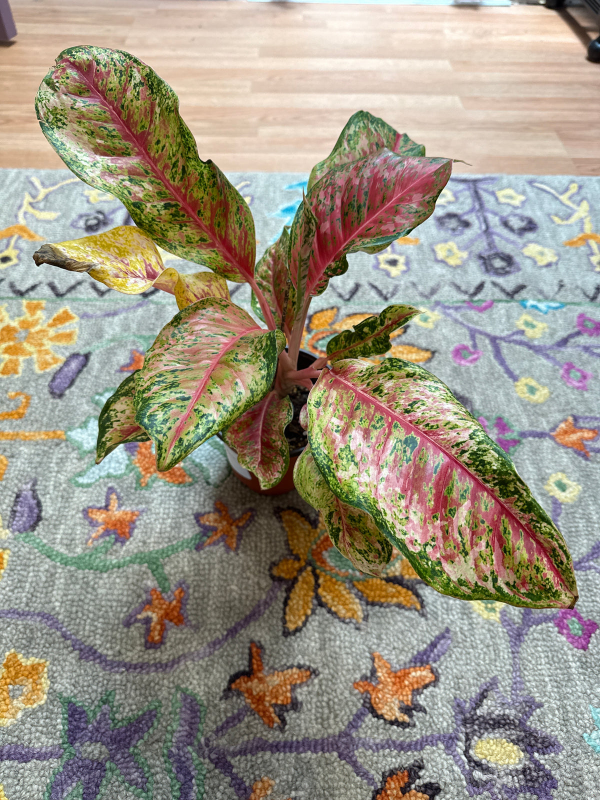 Aglaonema 10 Karat