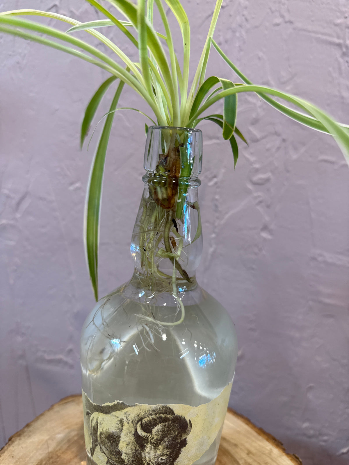 Buffalo Trace Propagated Spider Plant