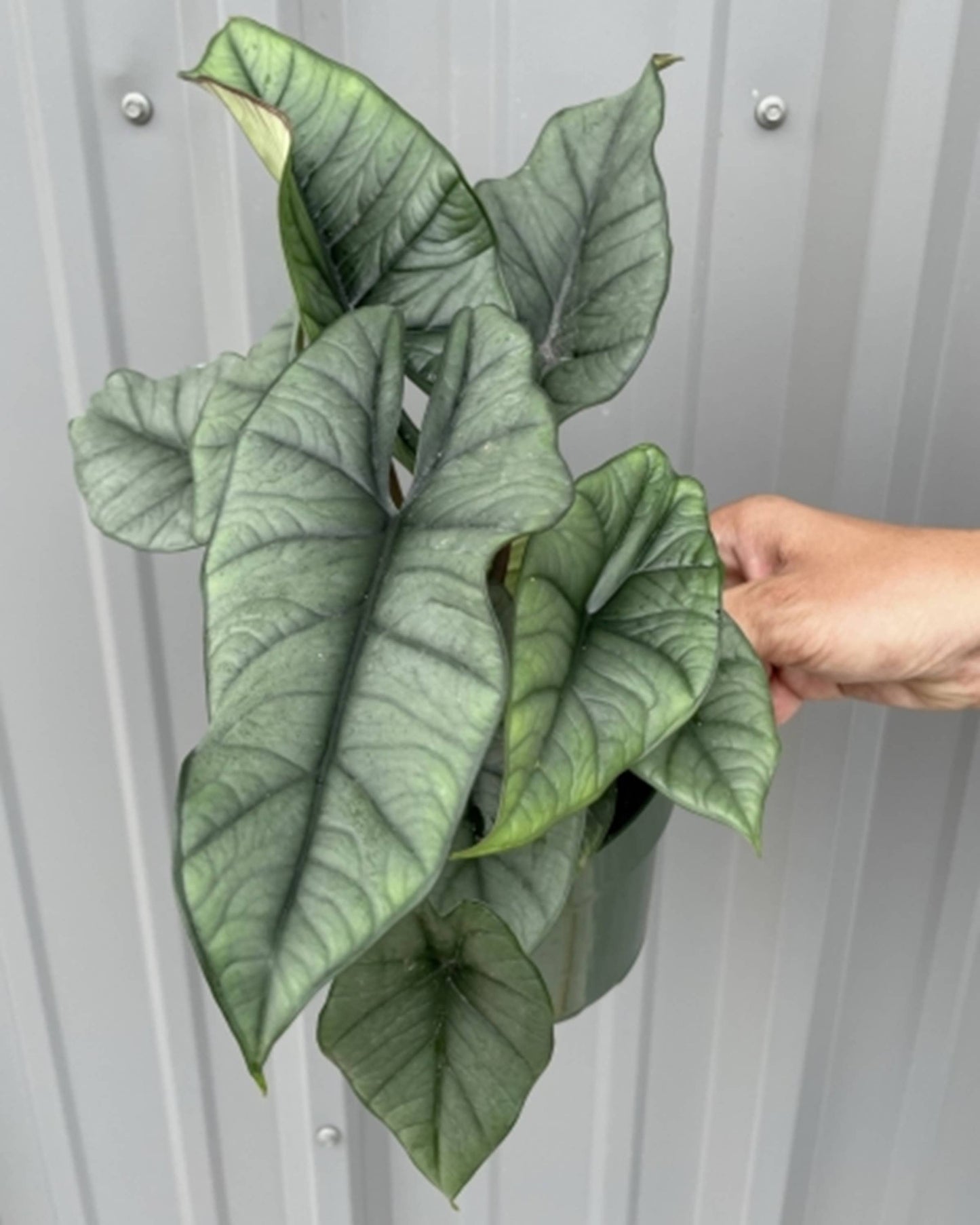 Alocasia Platinum starter: Yes. Please pot in 3 inch pots.