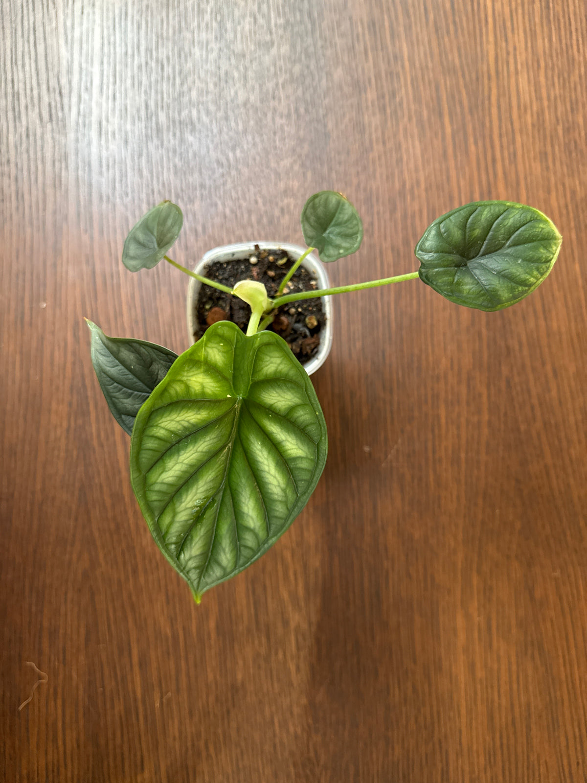 Alocasia Dragon Scale 3” pot