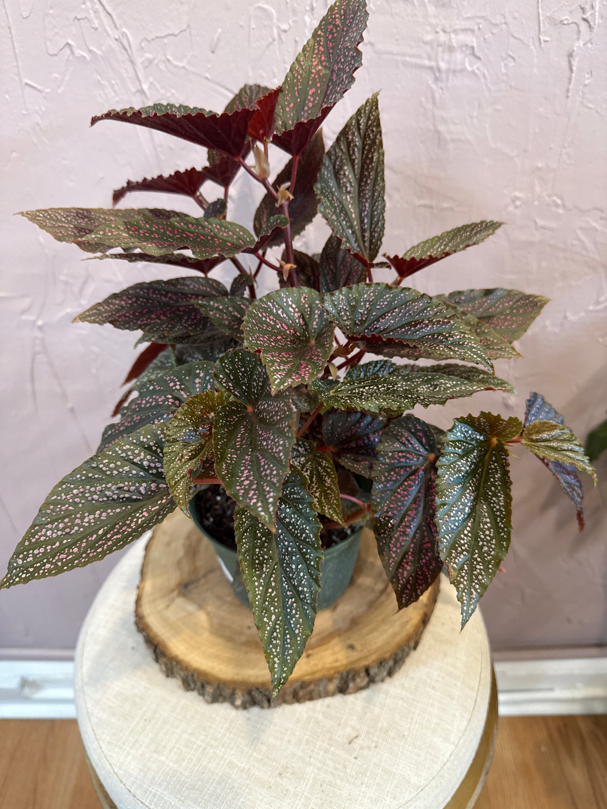 Begonia Benigo Pink Spots 6”