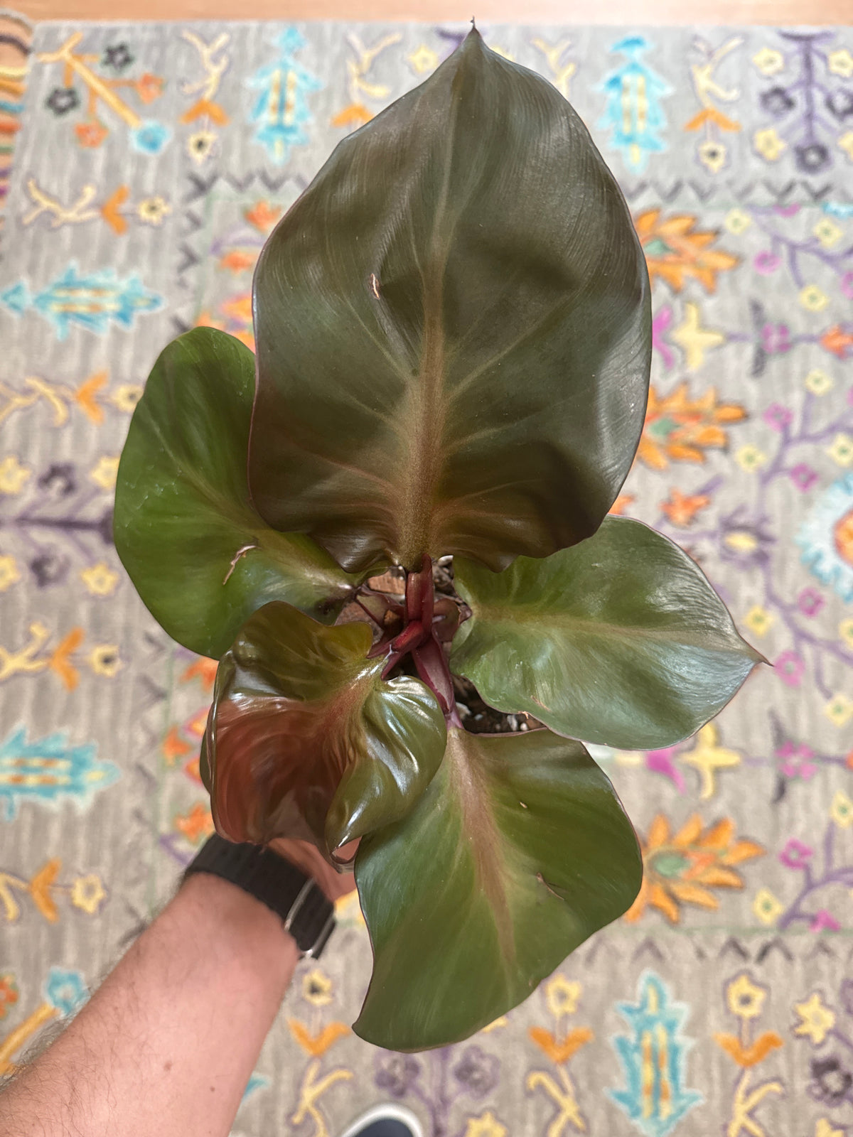 Red Heart Philodendron - 6”
