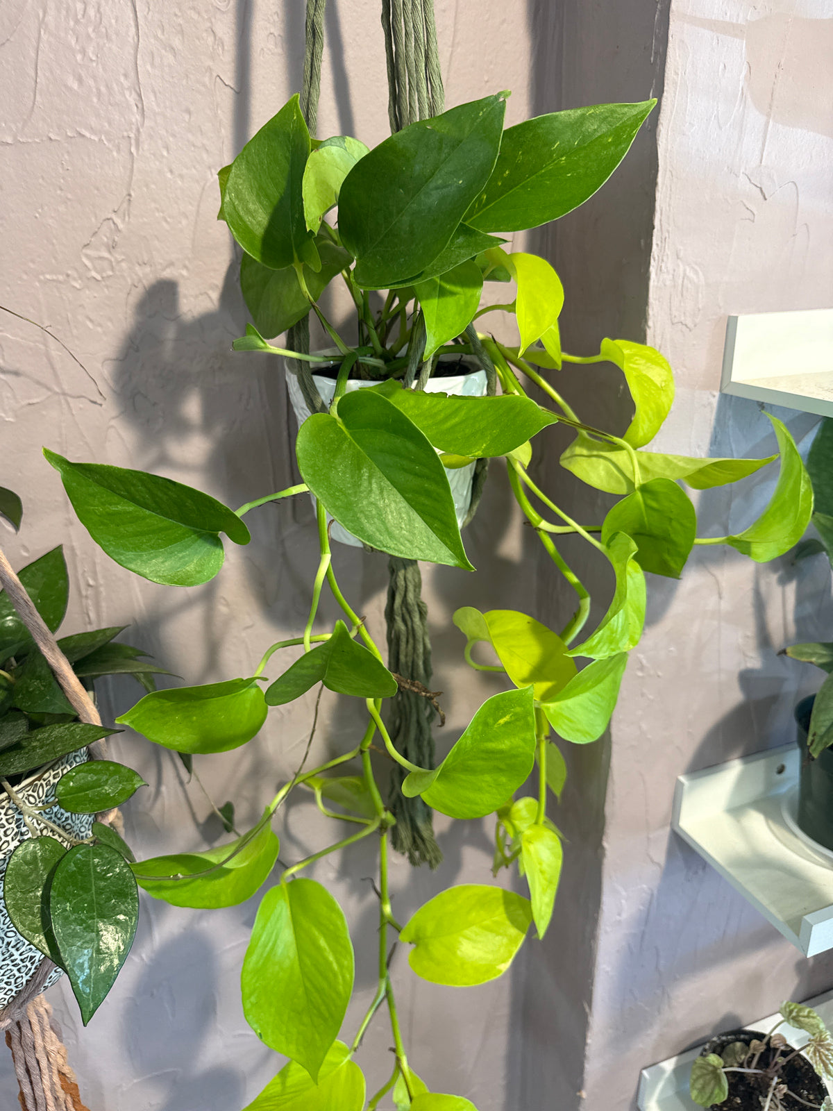 Neon Pothos Plant - Live Plant: 4" Pot