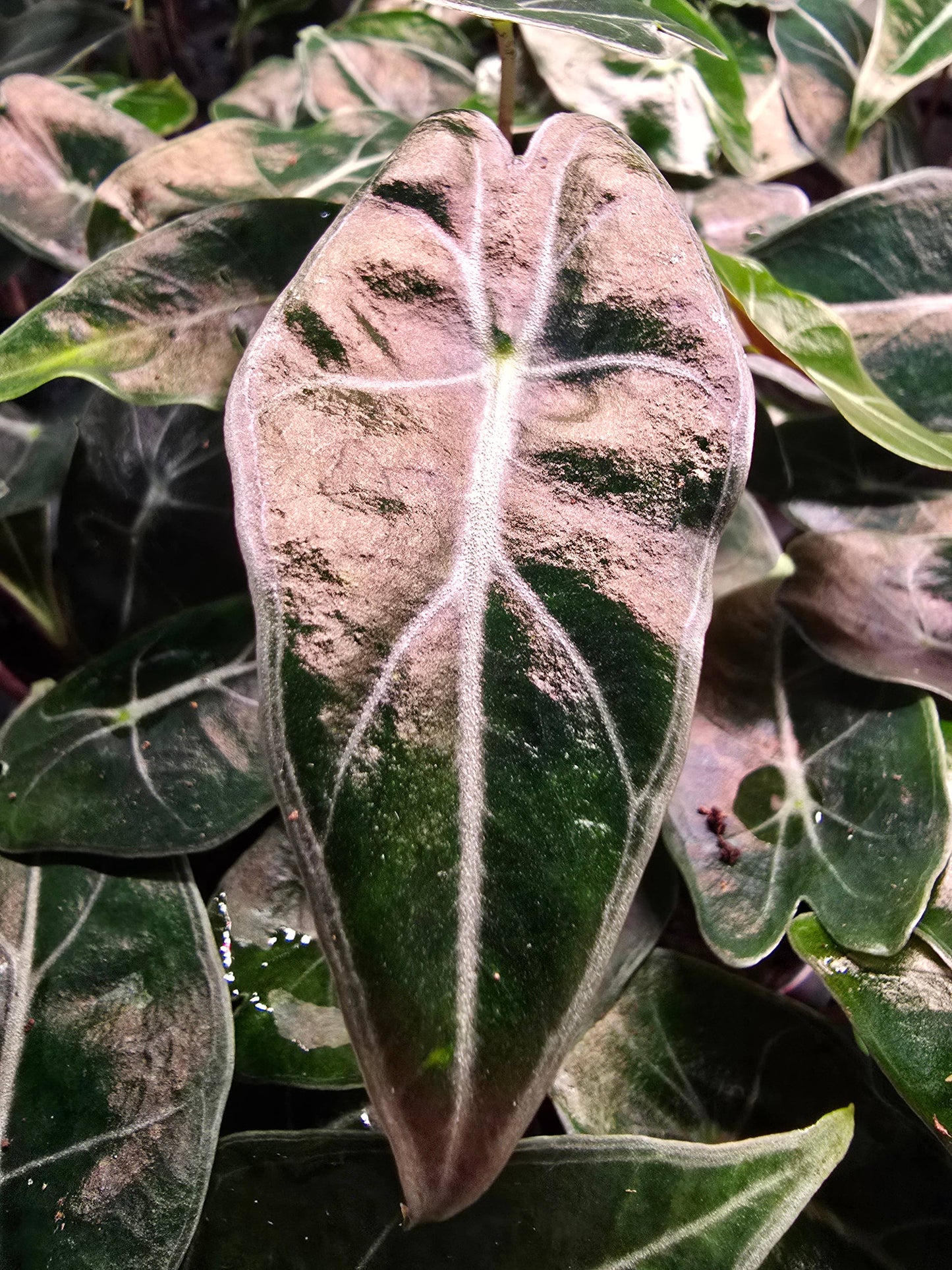 Alocasia Dragons tooth starter: No. I will pot them myself. I would rather save the money.