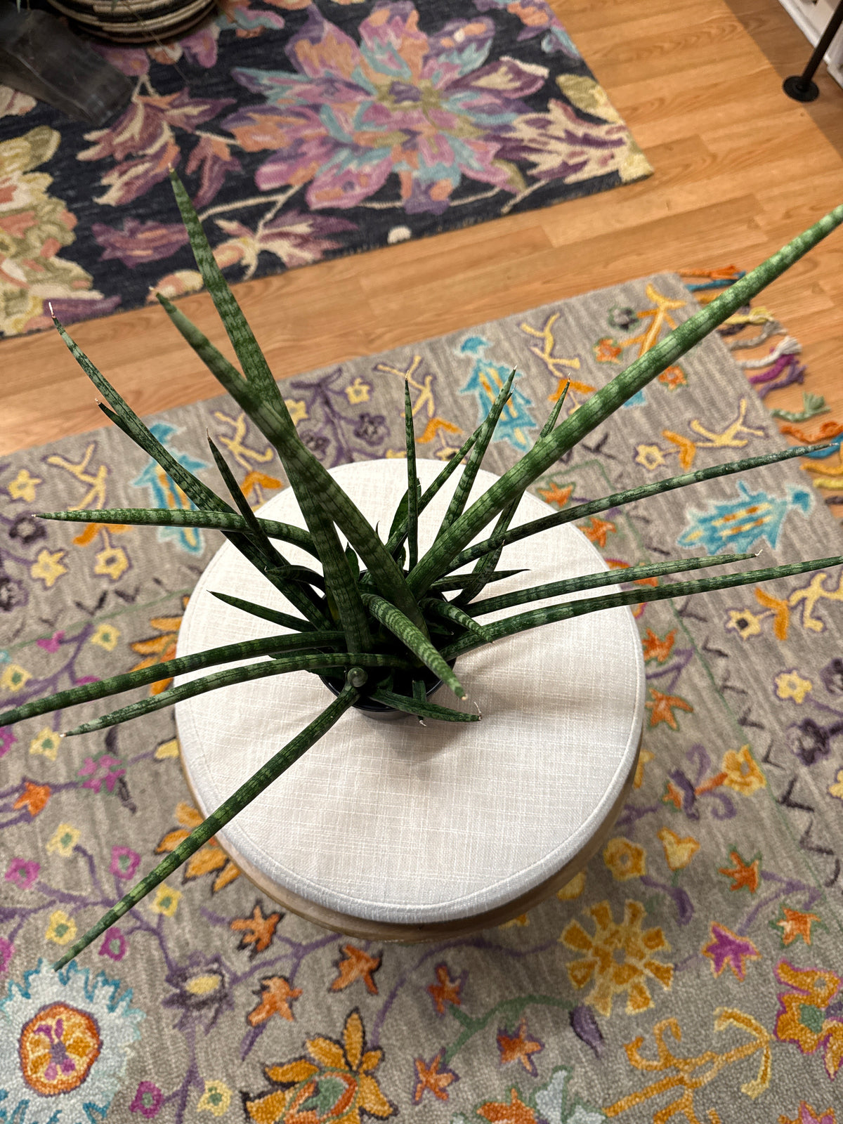 Sansevieria Mikado 4” pot