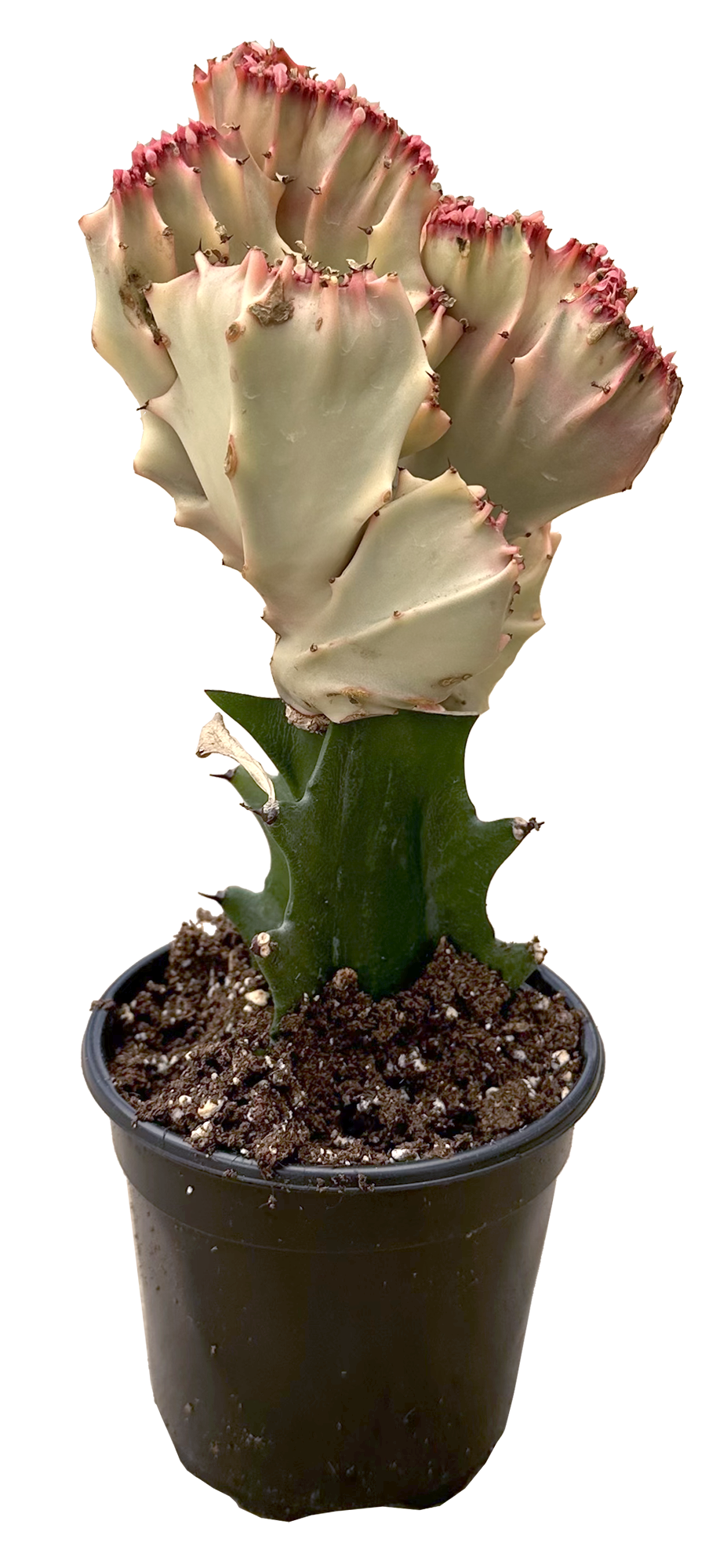 Mermaid Tail Pink Cactus 4 inch Grow Pot