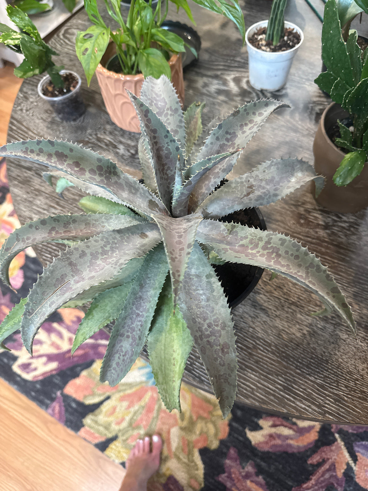 Mangave 8”