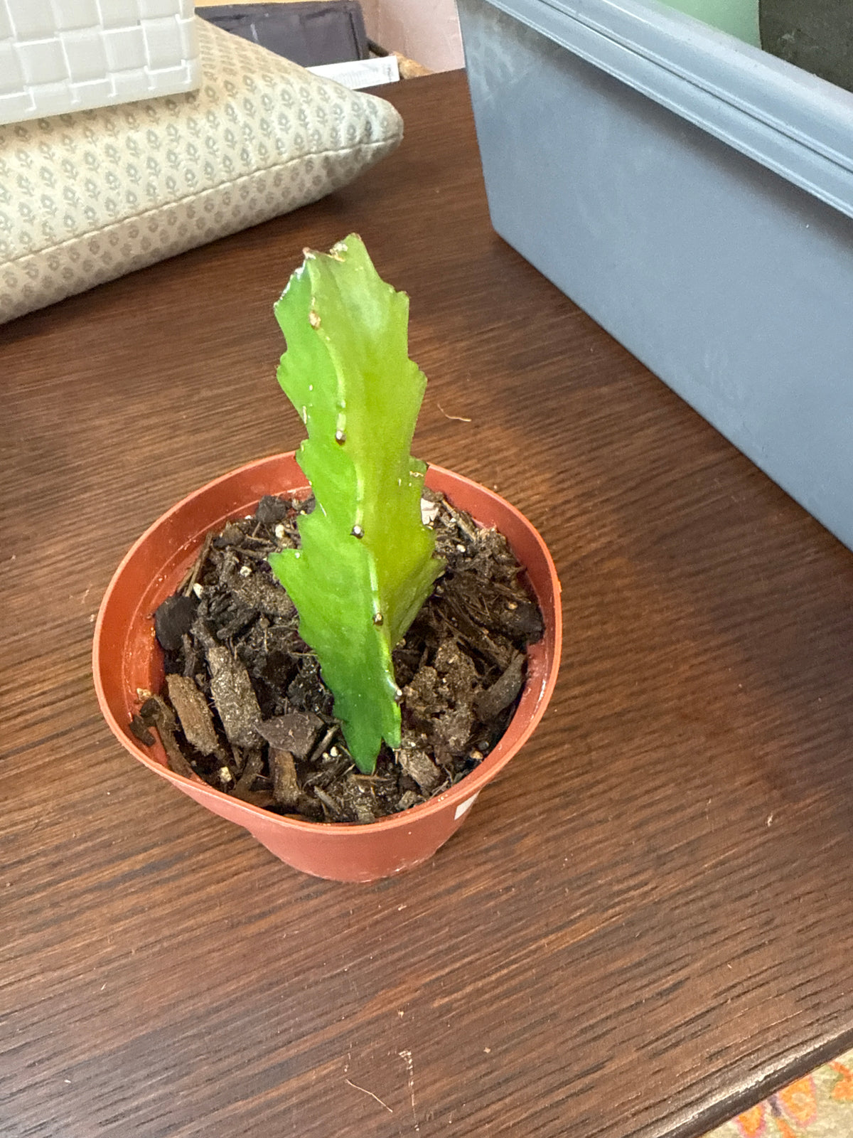 Euphorbia lactea 3”