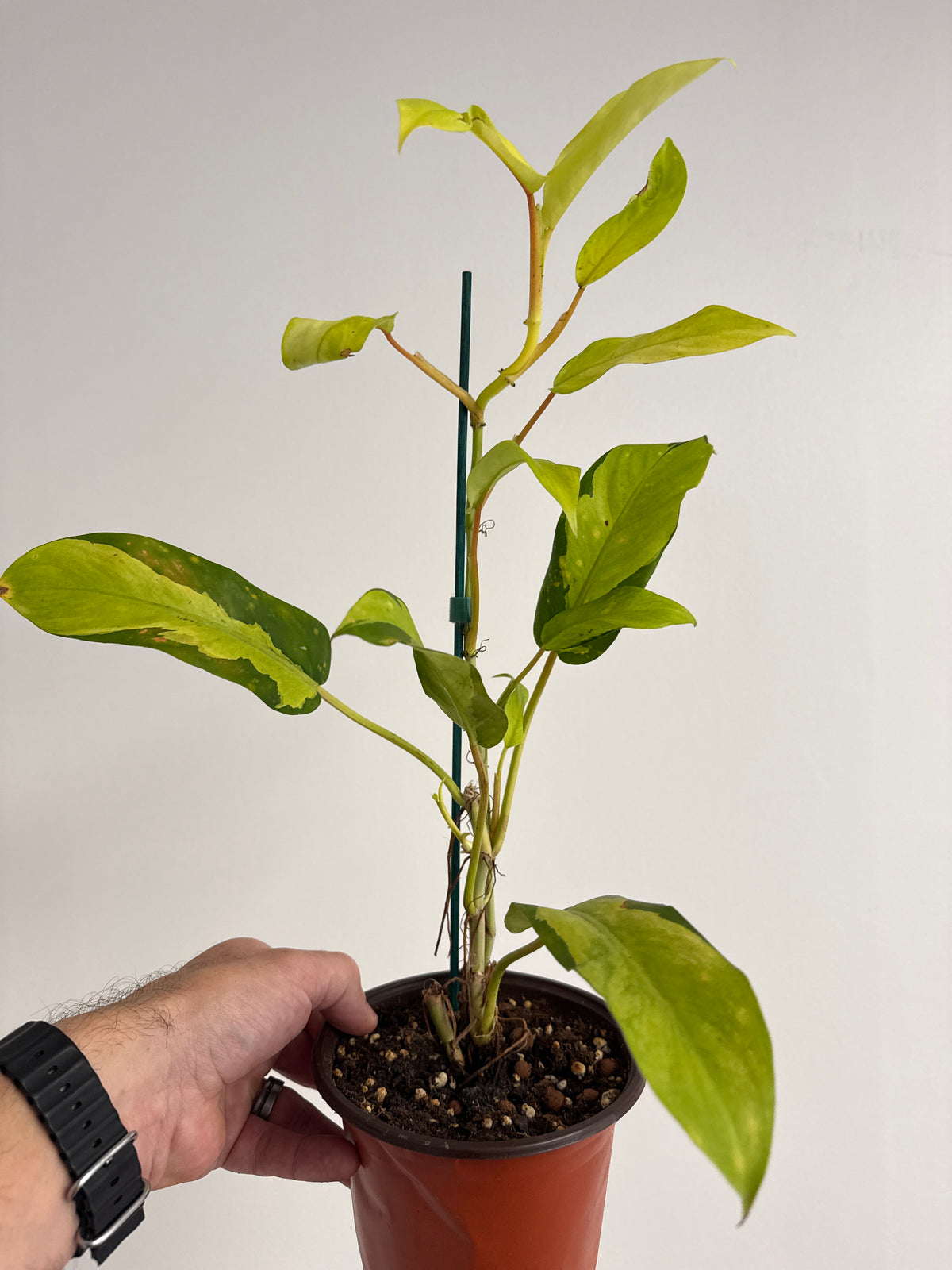 Philodendron Thai Sunrise self watering pot