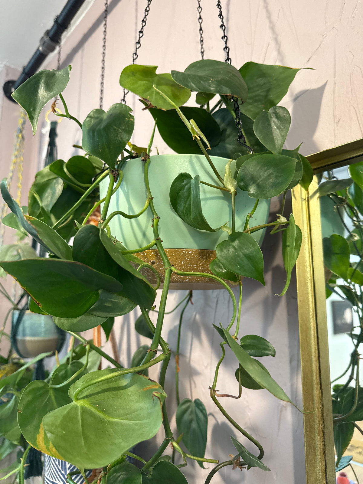 Heartleaf philodendron 8” self watering hanging basket