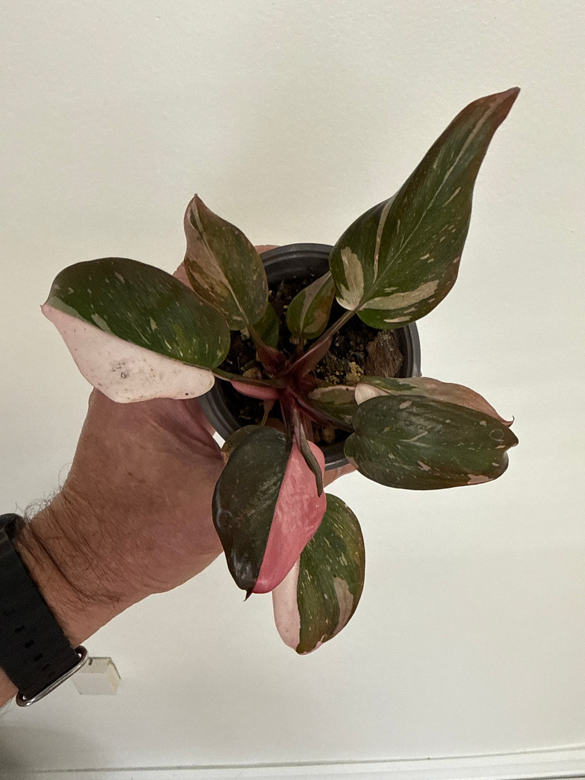 Marble Pink Princess (highest variegation) 3”
