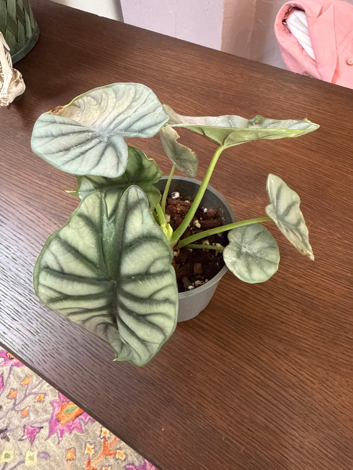 Alocasia Silver Dragon 4”
