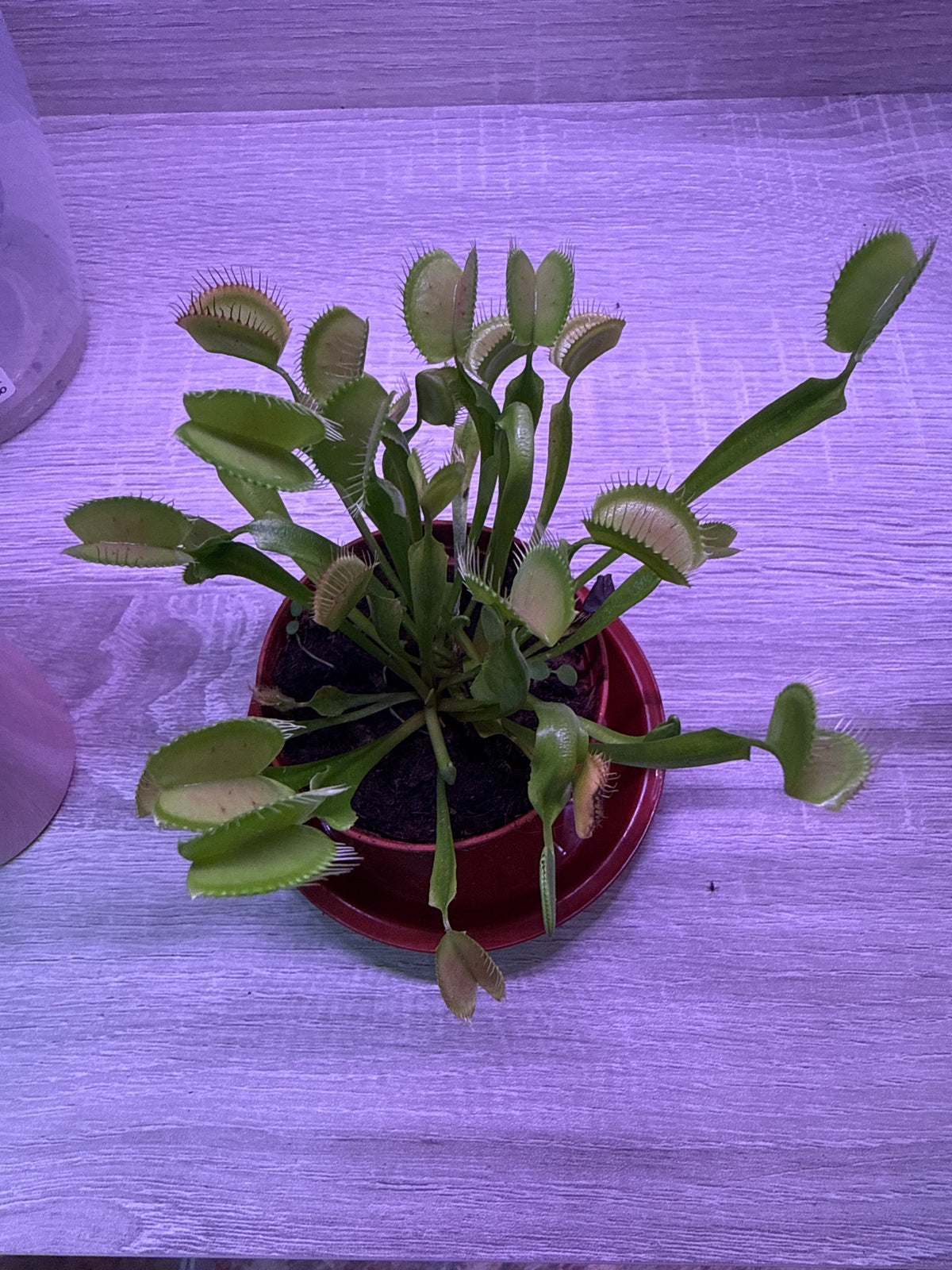 Venus Fly Trap