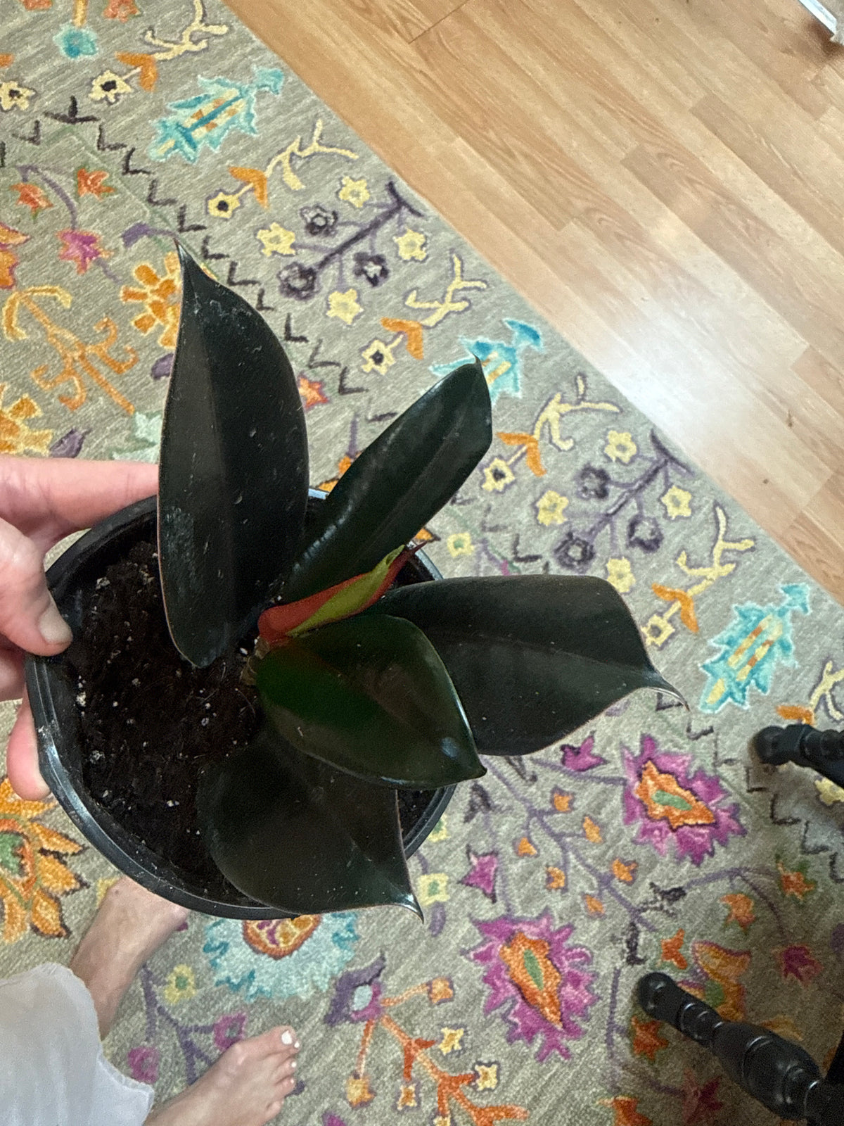 Ruby Rubber 6” pot