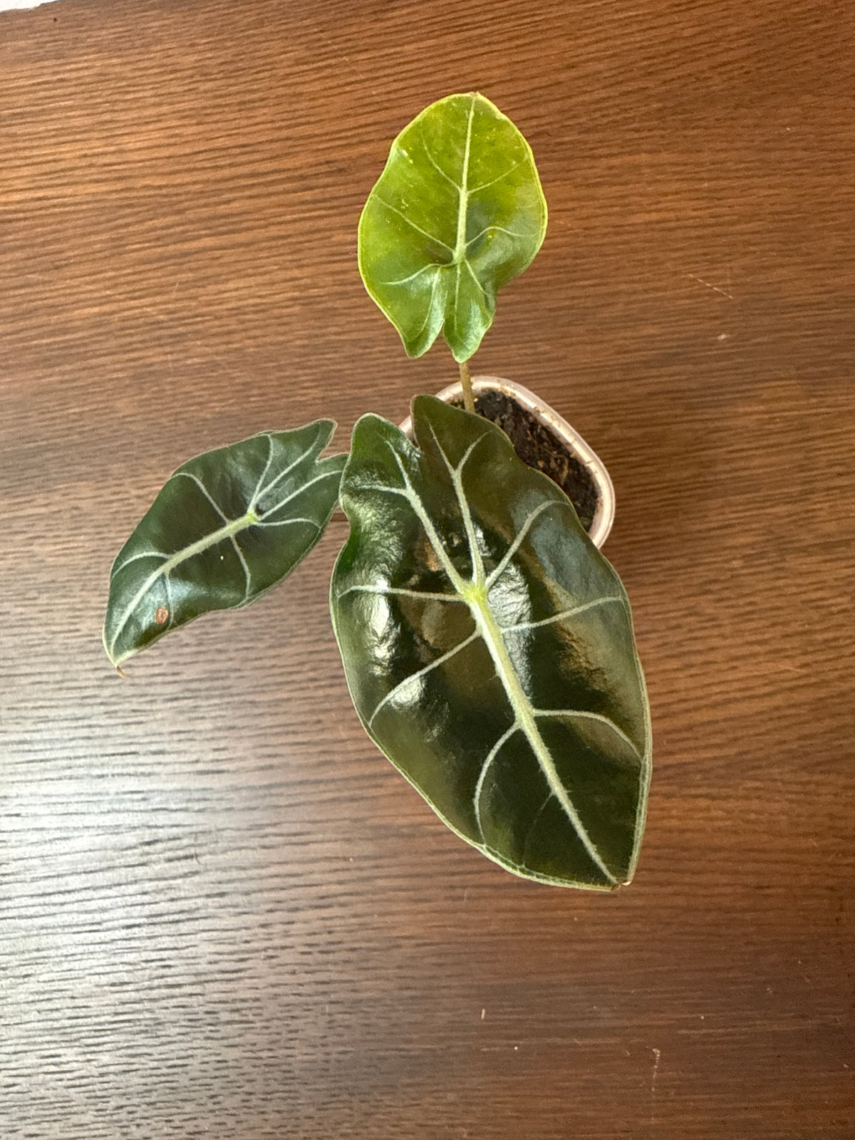 Alocasia Dragons tooth 3” pot