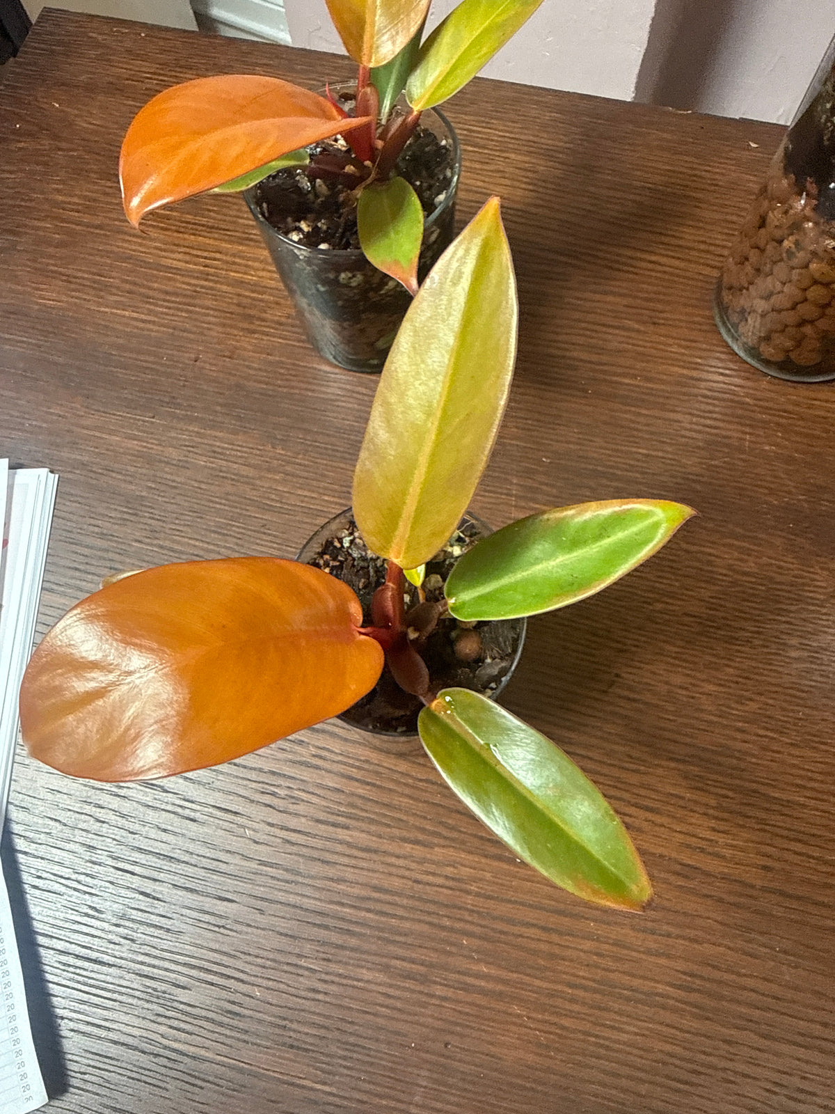Prince of Orange Philodendron Leca ball Vase