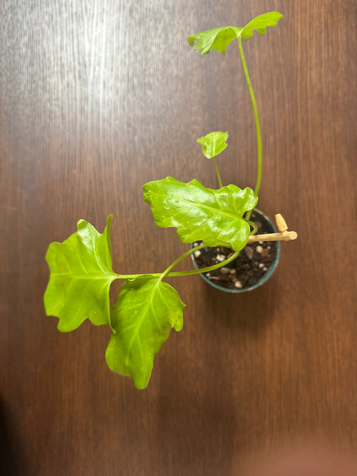4" Philodendron 'Warscewiczii Aurea'