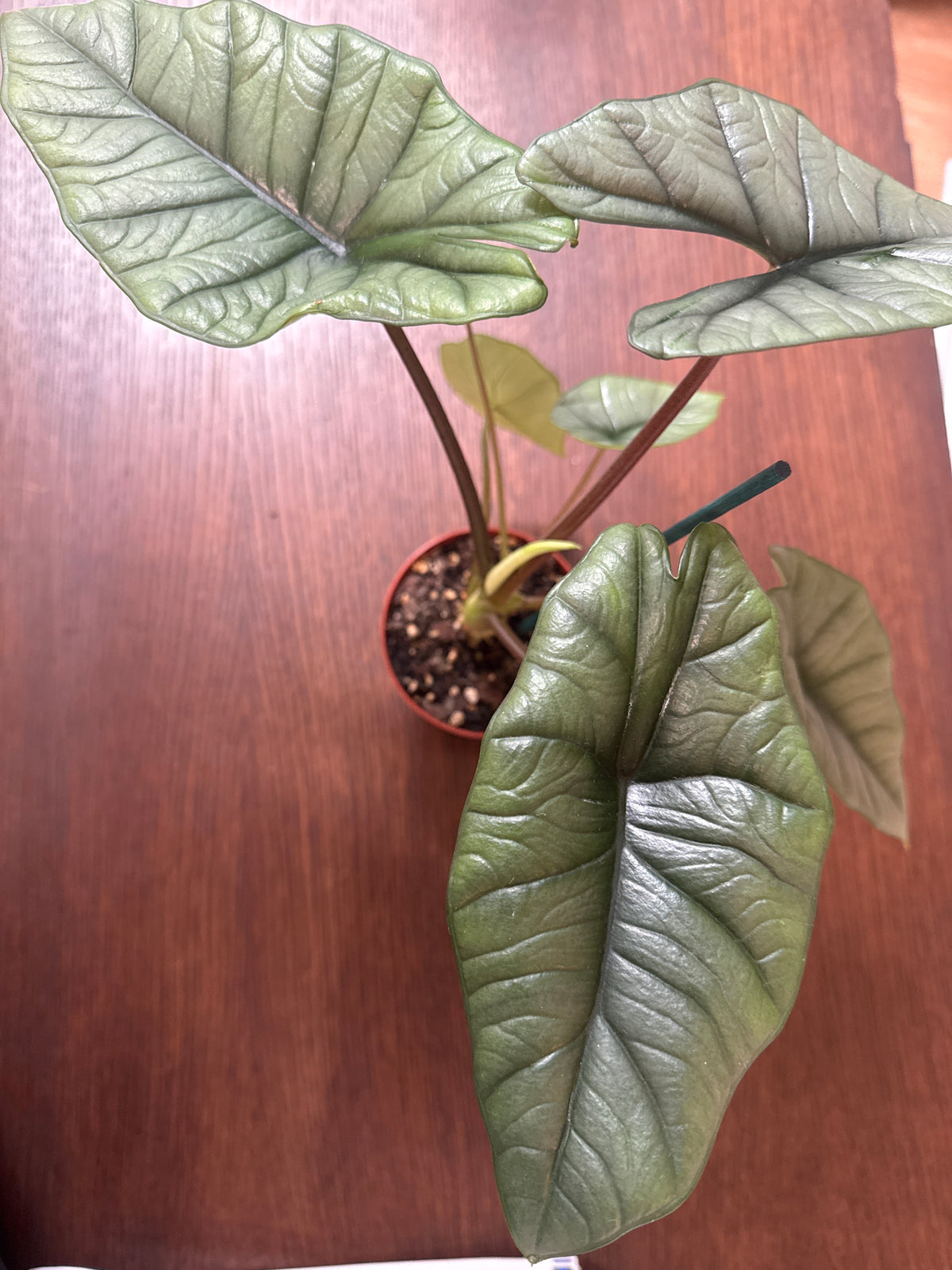 4" Alocasia 'Platinum'