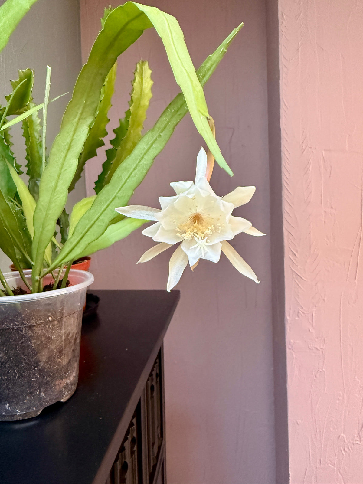 Epiphyllum Oxypetalum