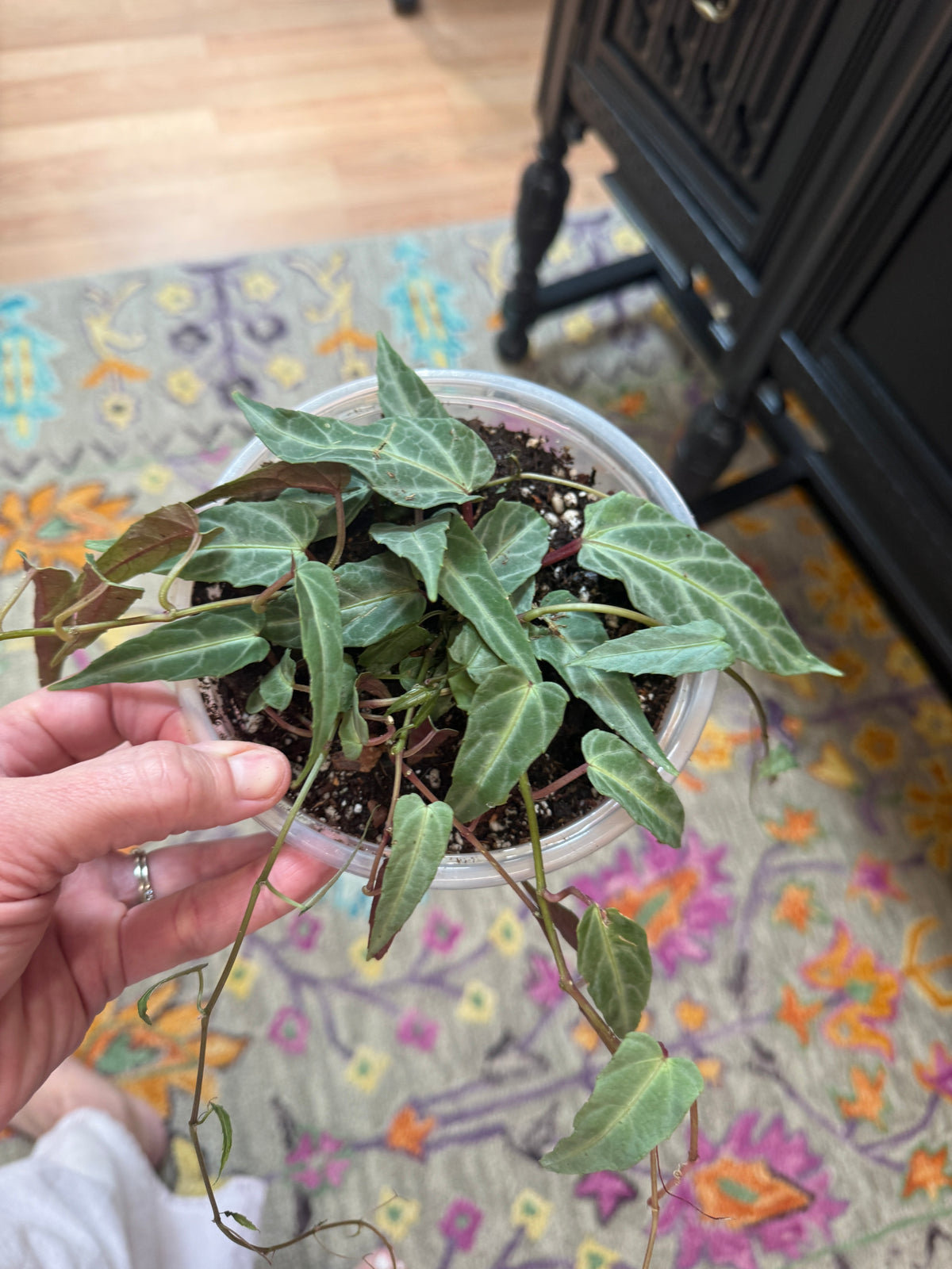 Jungle Vine - Cissus Amazonica - 6” Plant