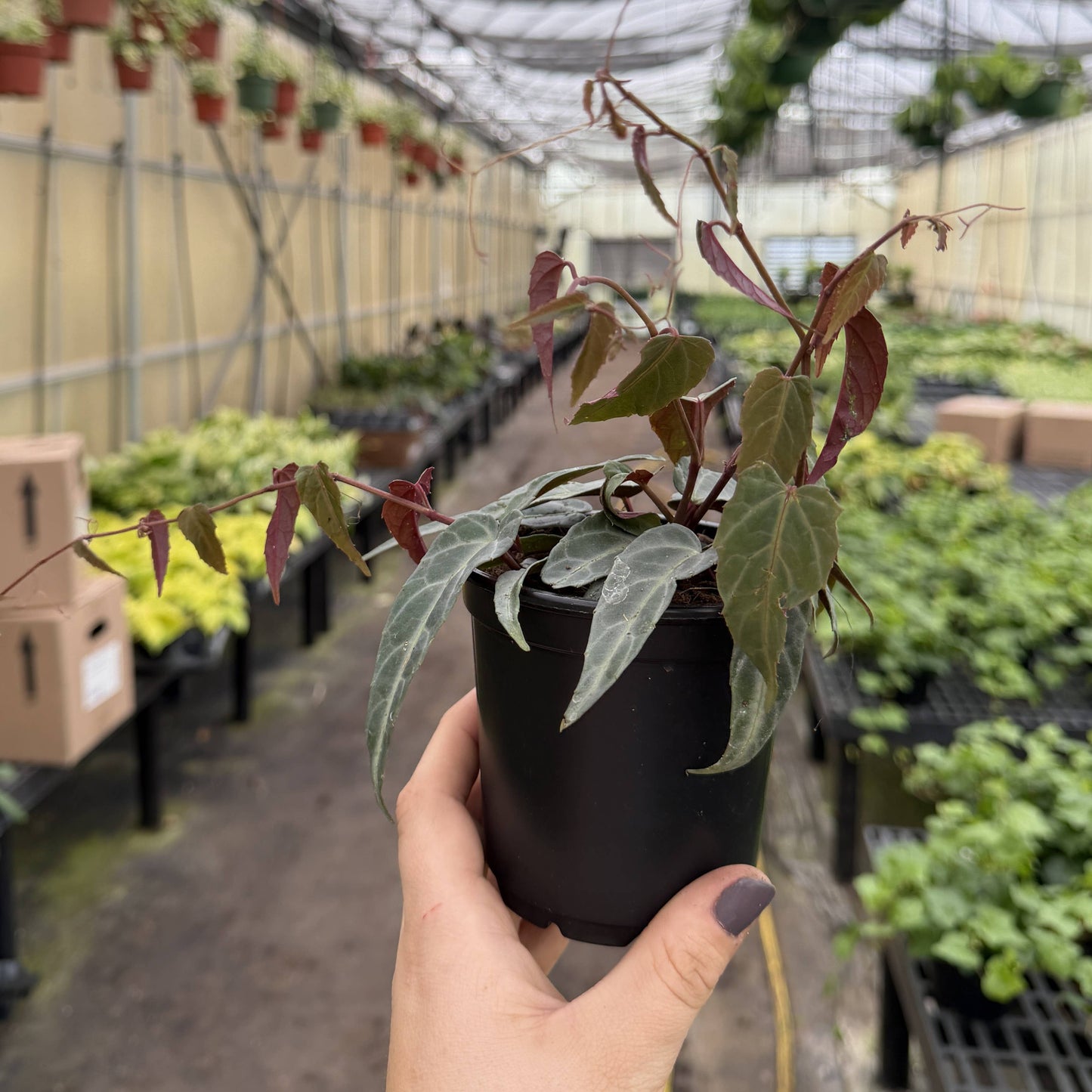 Jungle Vine - Cissus Amazonica - 4" Plant