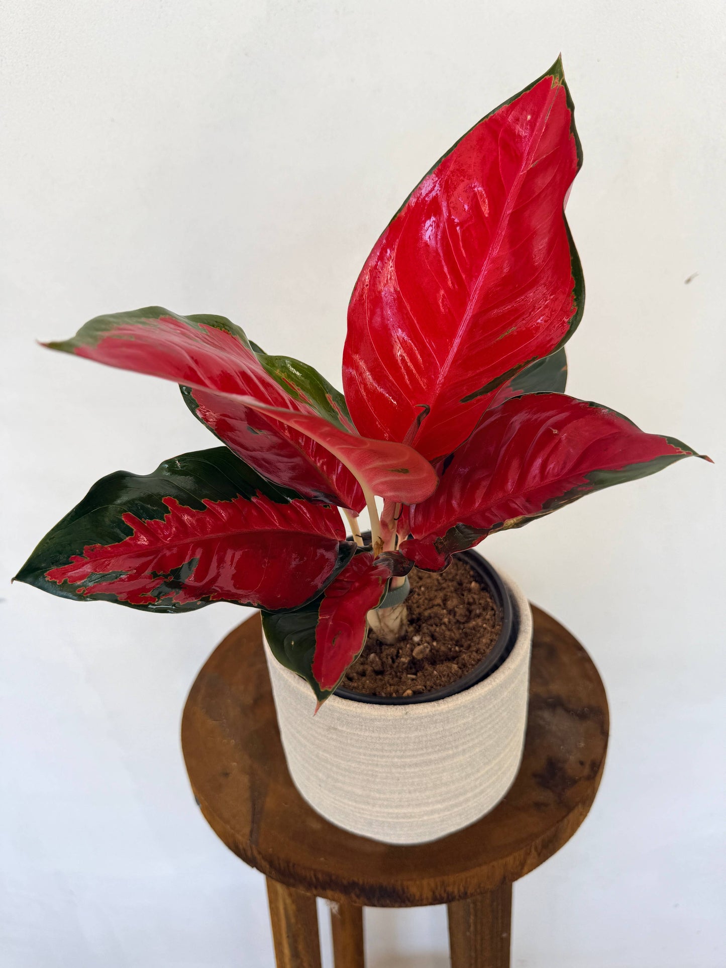 Aglaonema Suksom Jaipong rare plant