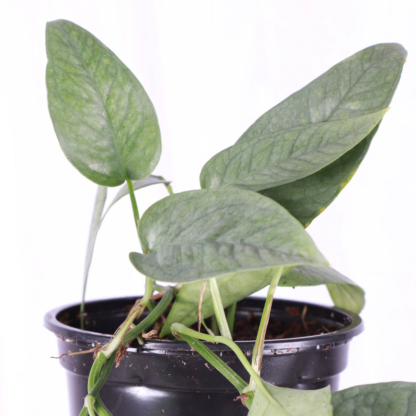 Cebu Blue Pothos - 4" Live Plant